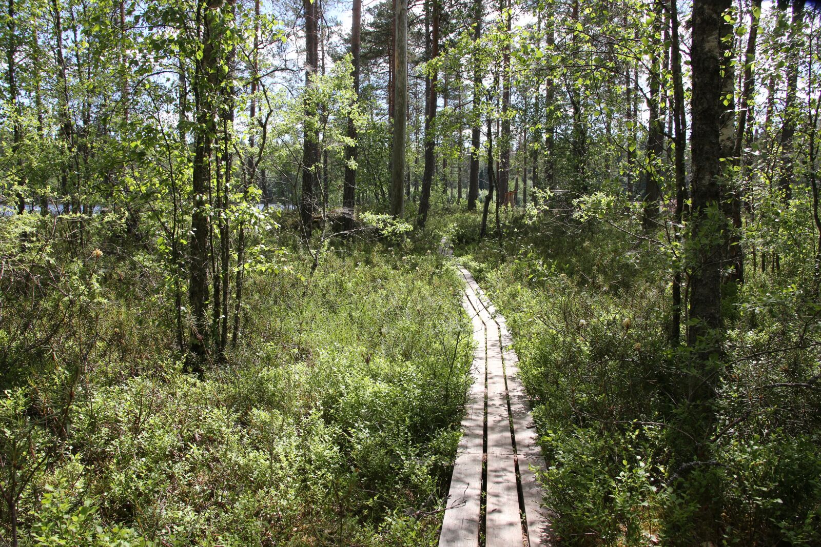 Canon EOS 6D sample photo. Swamp, the path, duckboards photography