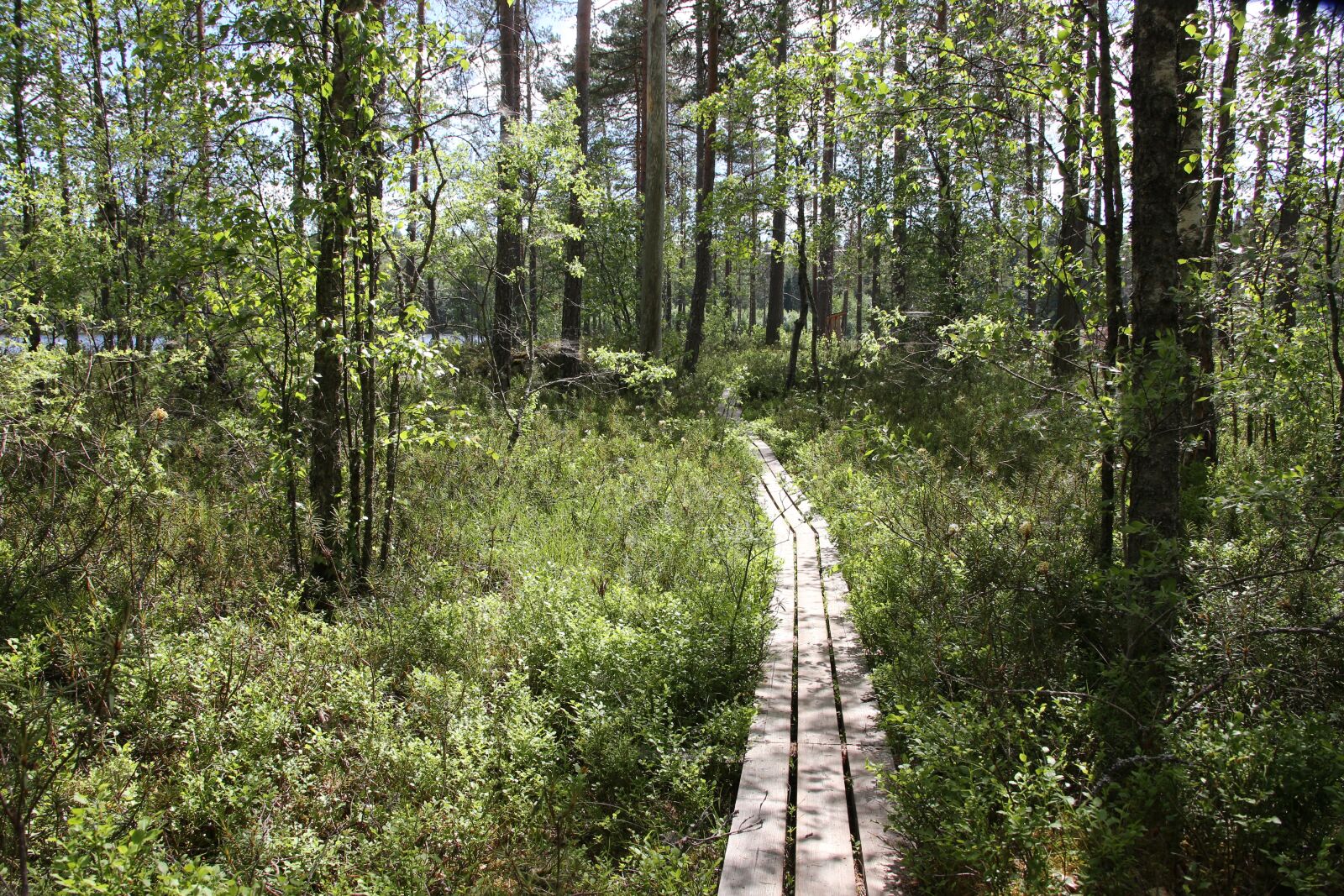 Canon EOS 6D + Canon EF 28-300mm F3.5-5.6L IS USM sample photo. Swamp, the path, duckboards photography