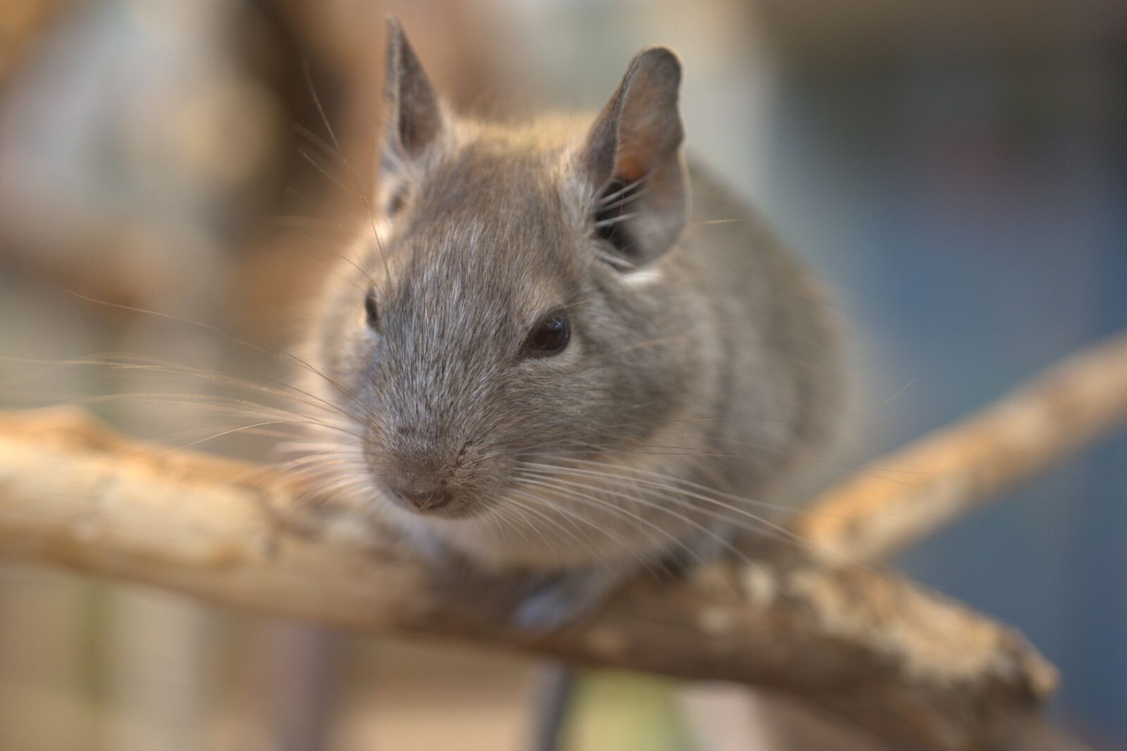 Sony FE 50mm F2.8 Macro sample photo. Nager, chinchilla, mouse photography
