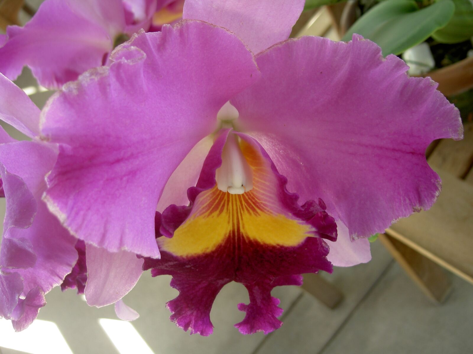 KONICA MINOLTA DiMAGE G500 sample photo. Flower, orchid, pretty photography