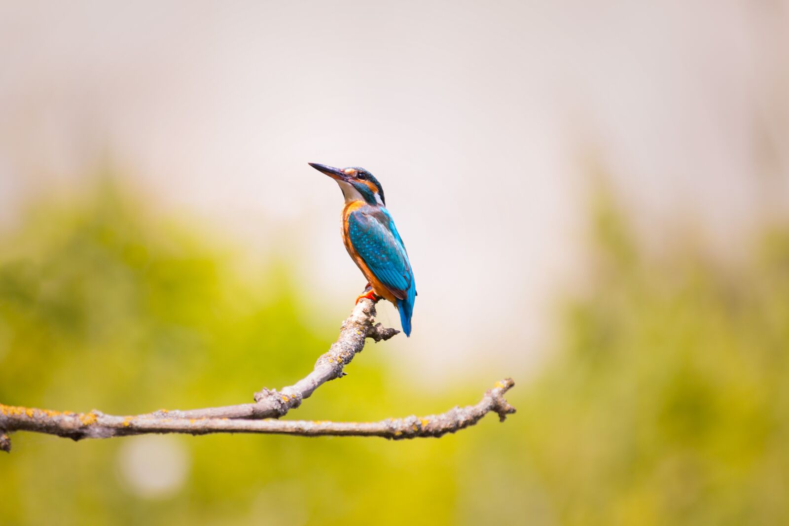 Canon EOS 70D sample photo. Kingfisher, nature, branch photography