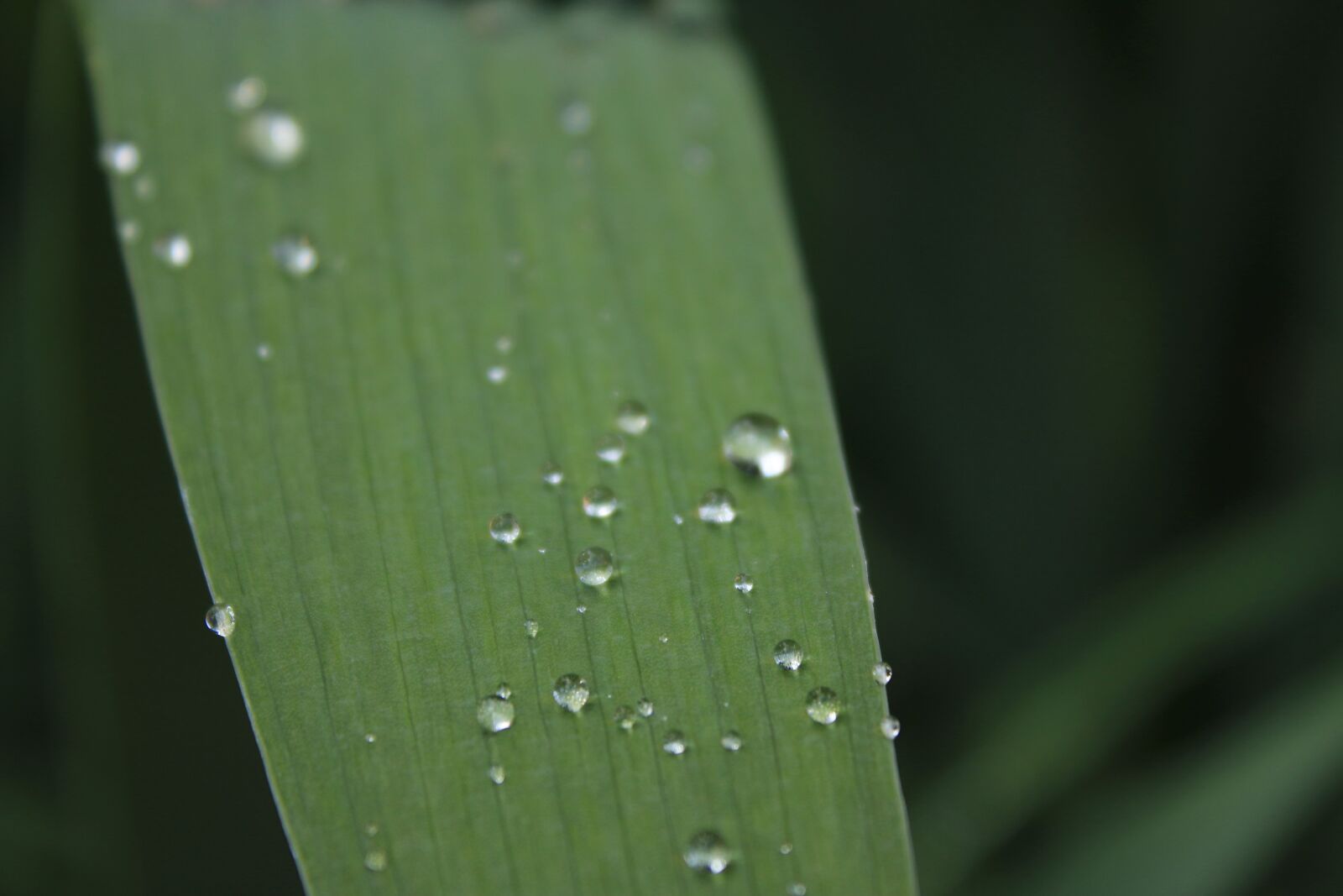 Canon EOS 70D + Canon EF-S 18-55mm F3.5-5.6 IS II sample photo. Water drop, grass blade photography