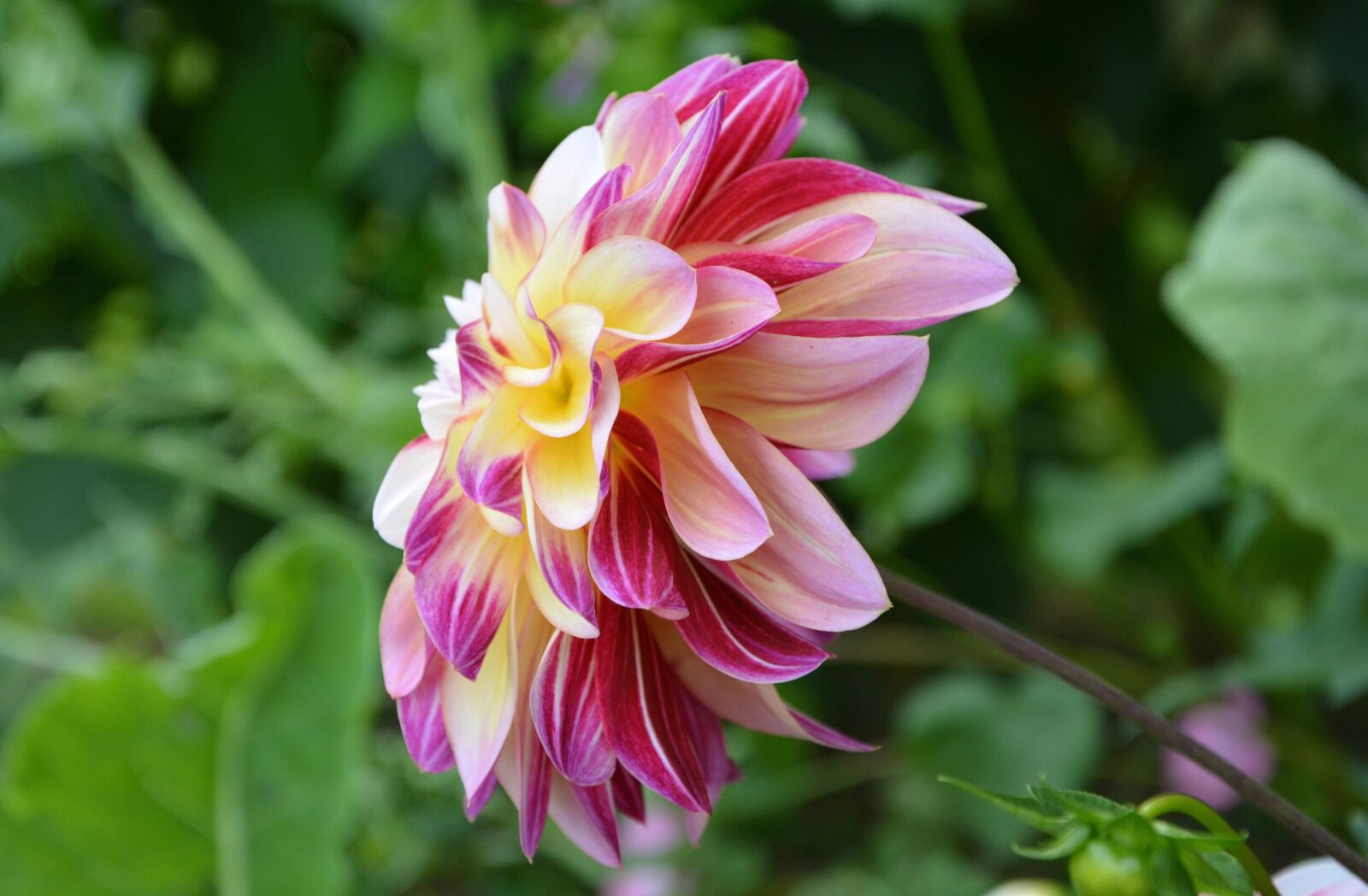 Nikon D5200 sample photo. Flower, fleuri, blossomed photography