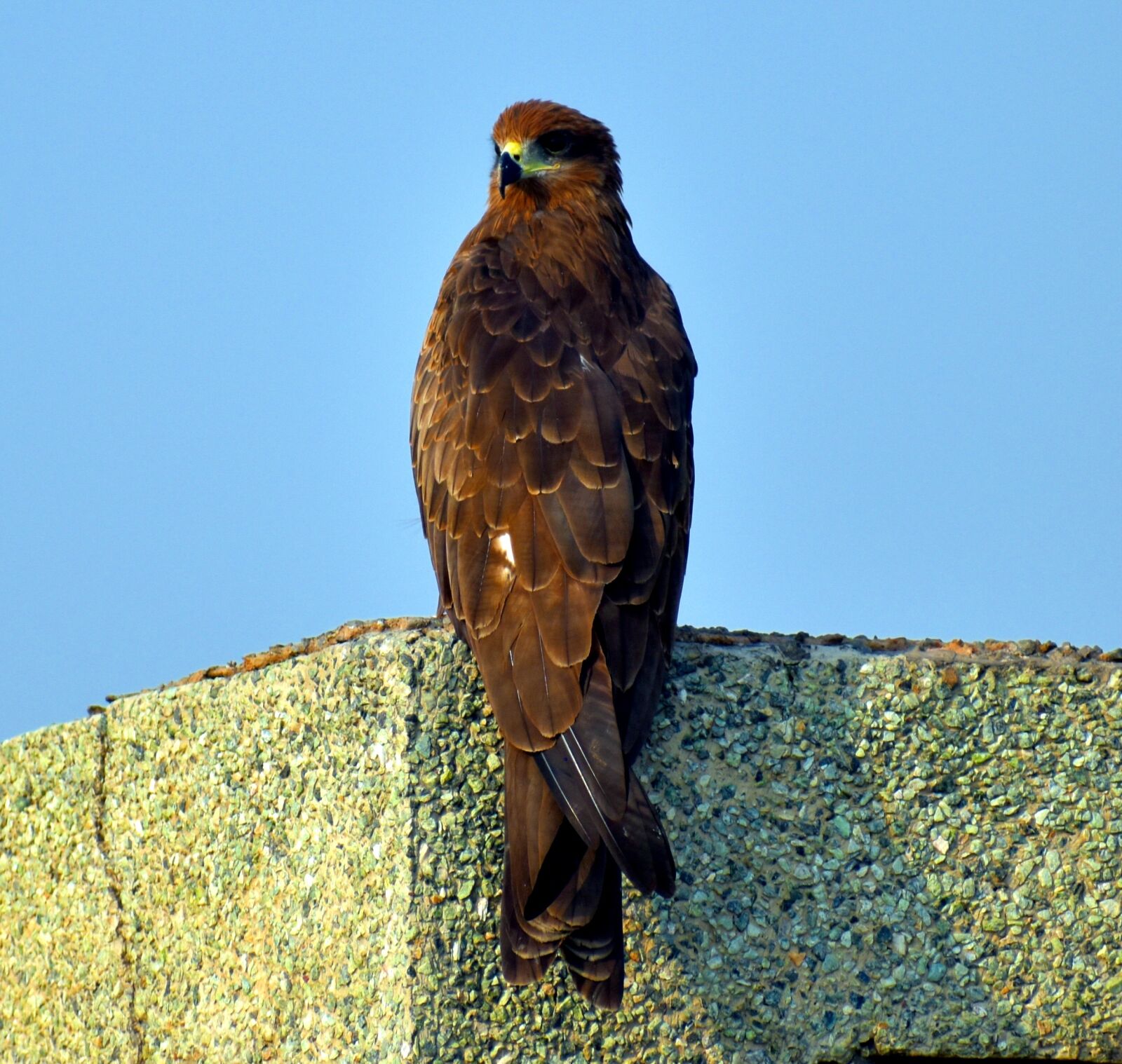 Nikon D5600 sample photo. Black kite, bird, raptor photography