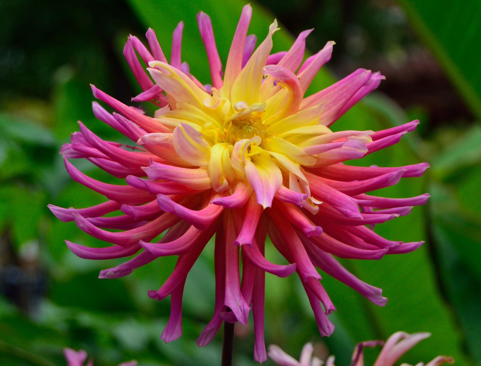 Nikon D5200 sample photo. Dahlia, pink, yellow photography