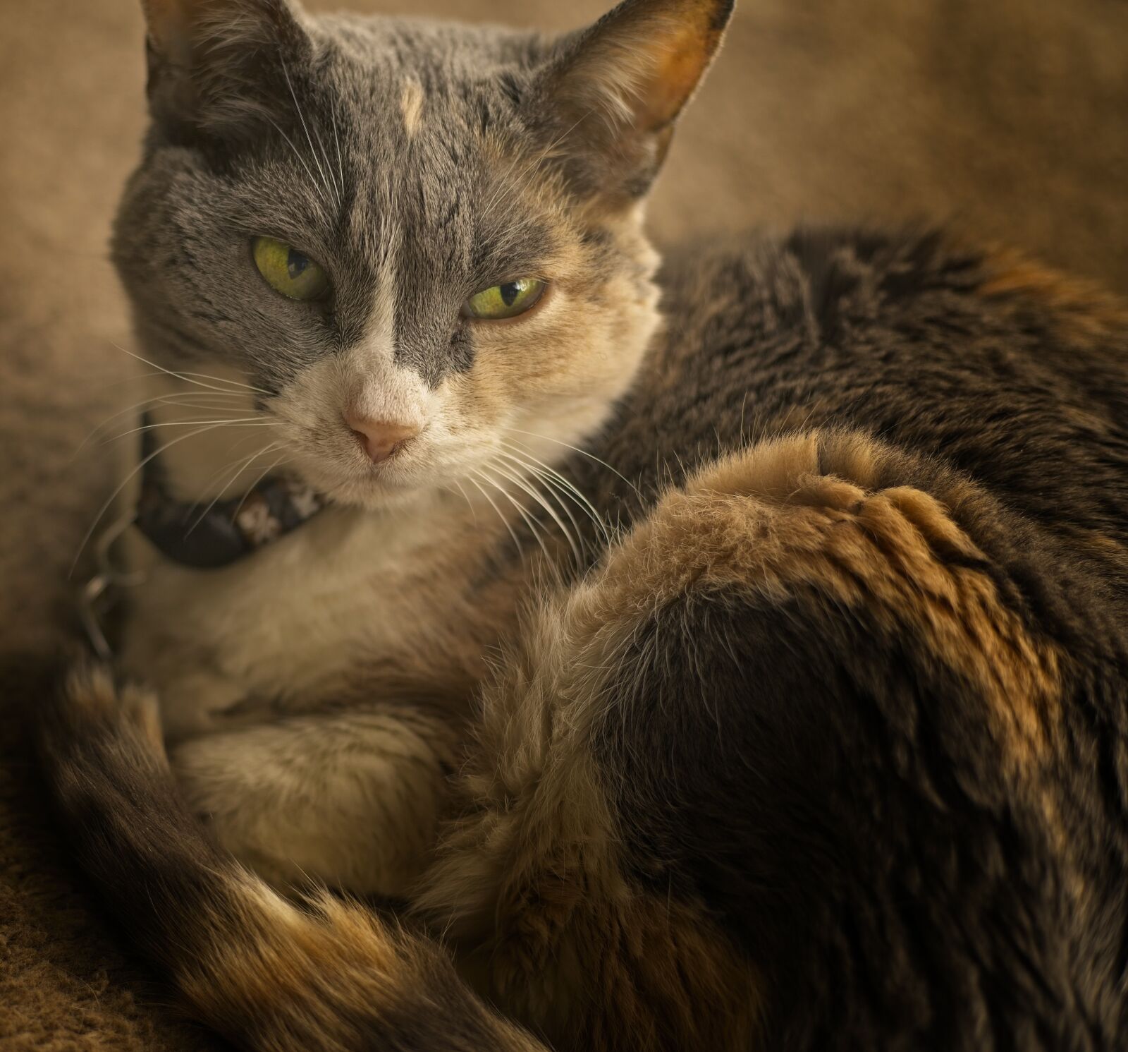 Sony DT 50mm F1.8 SAM sample photo. Cat, domestic short hair photography