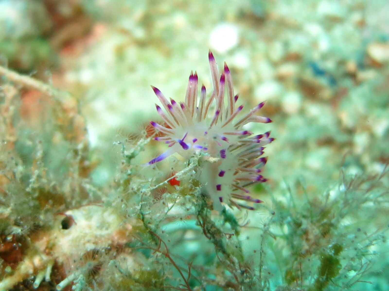 Canon PowerShot S110 sample photo. Nudibranch, flabellina, slug photography