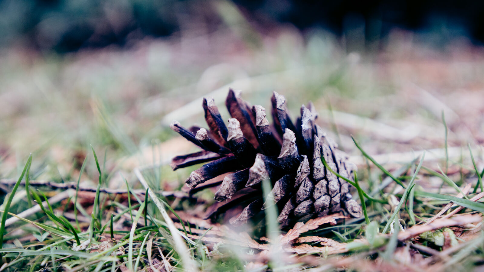 Canon EOS 70D sample photo. Brown, cone, forest, grass photography