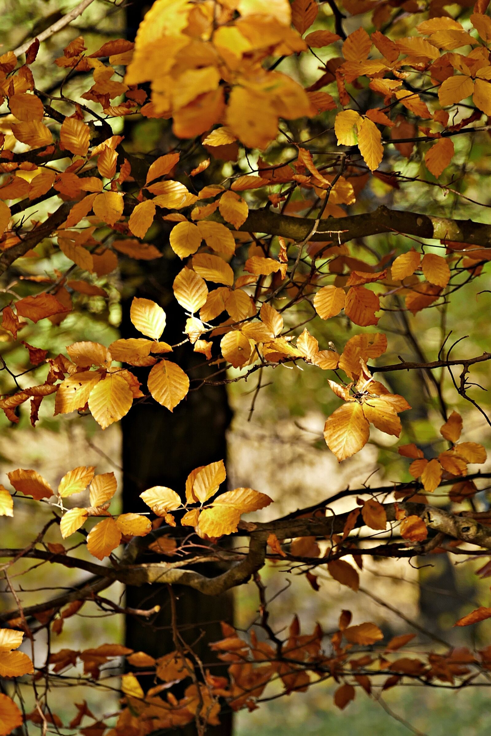 Panasonic Lumix DMC-FZ1000 sample photo. Tree, leaves, autumn photography