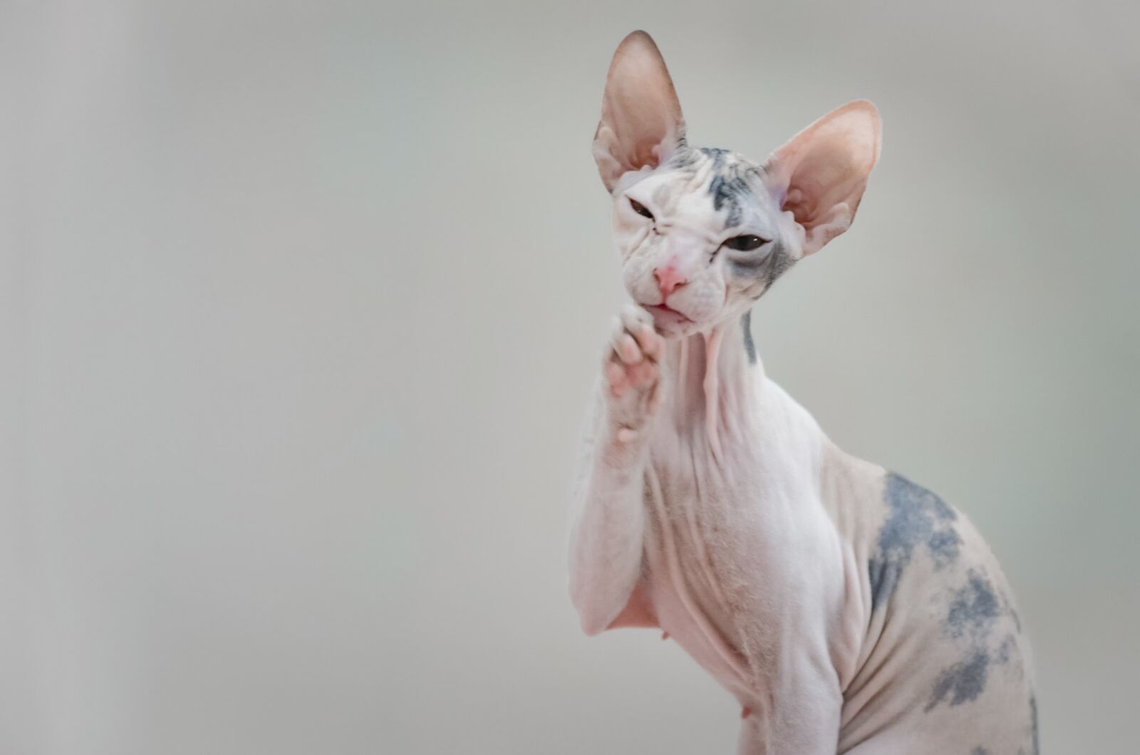 Nikon D5100 sample photo. Cat, feline, pet photography