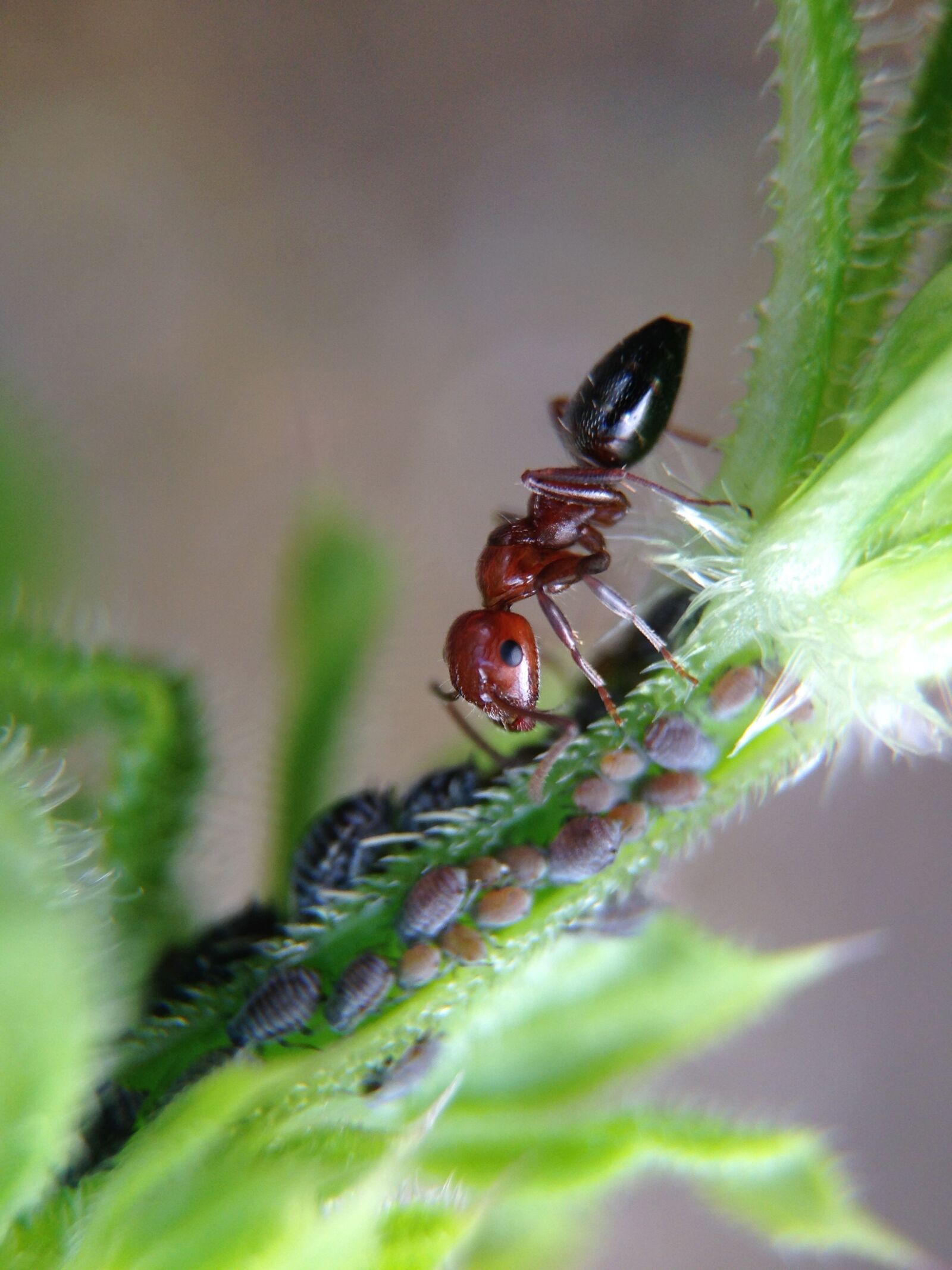 iPhone 5 back camera 4.12mm f/2.4 sample photo. Ant, larvae, plant photography