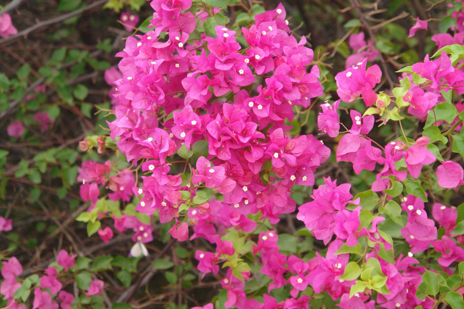 Sony DSC-R1 sample photo. Tanzania, wild flowers, botany photography