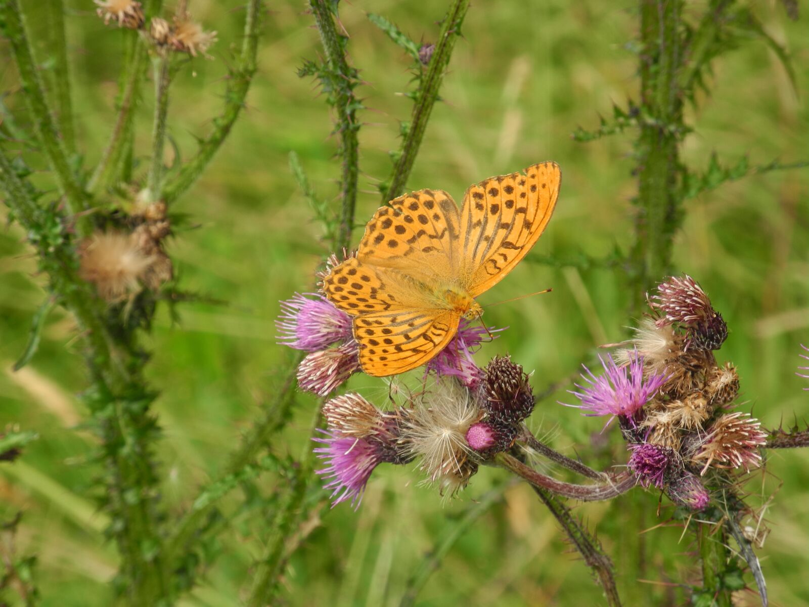 Nikon Coolpix P7100 sample photo. Vanessa cardui, flower, nature photography