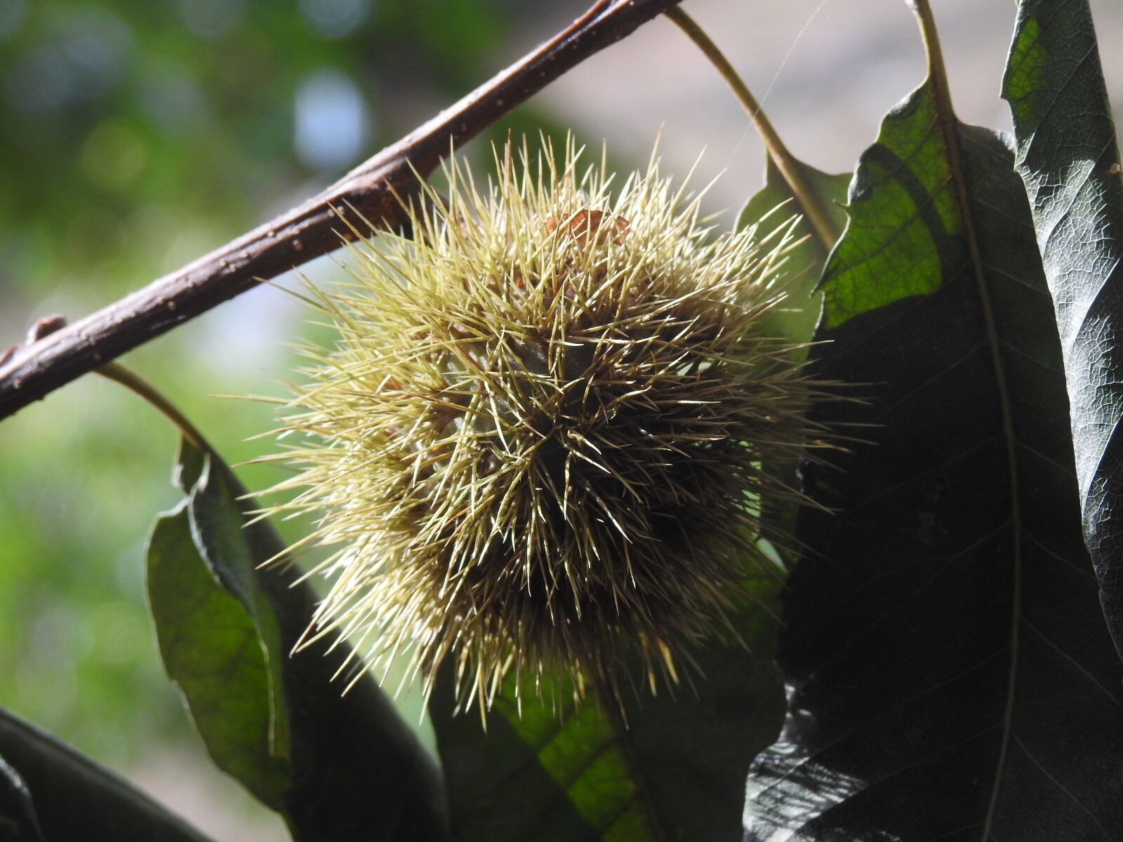 Nikon Coolpix P900 sample photo. Chestnut, curly, needles photography