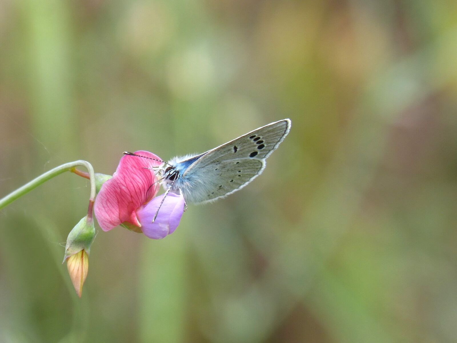 Panasonic DMC-FZ62 sample photo. Blue butterfly, pseudophilotes panoptes photography