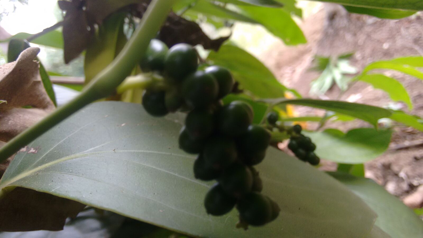 Motorola Moto G (2nd Gen) sample photo