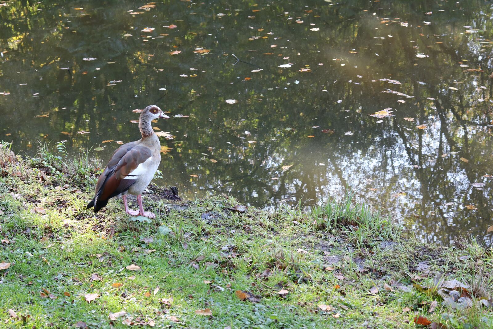 Canon EOS 750D (EOS Rebel T6i / EOS Kiss X8i) sample photo. Nilgans, alopochen egypt, duck photography