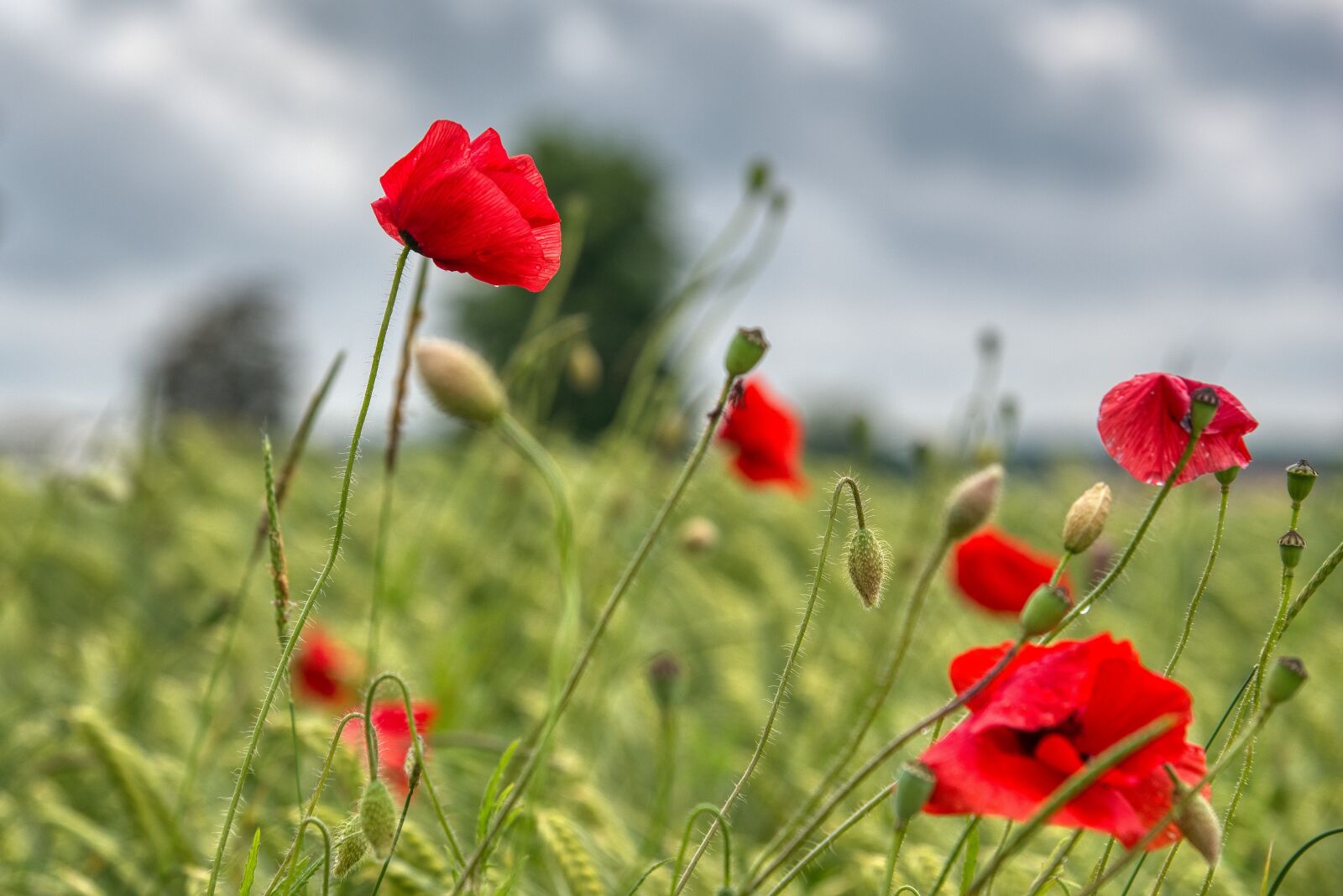 Nikon D750 sample photo. Wheat field, grasses, poppies photography