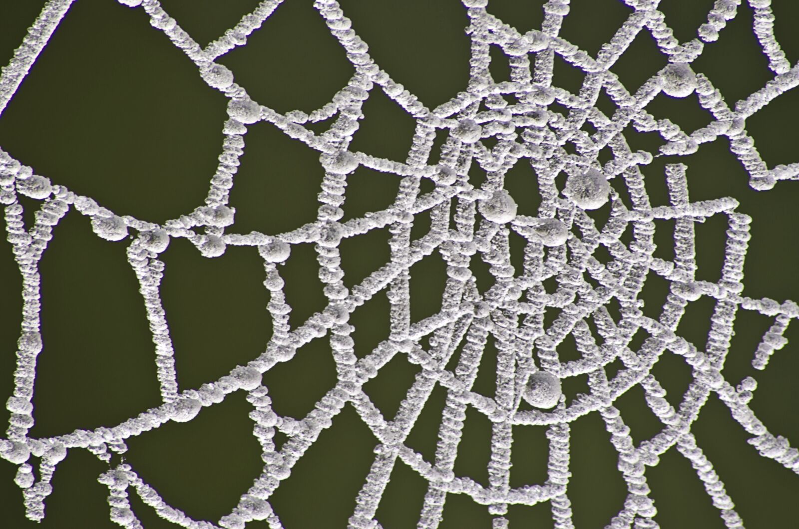 Nikon D5100 sample photo. Web, frozen, frost photography