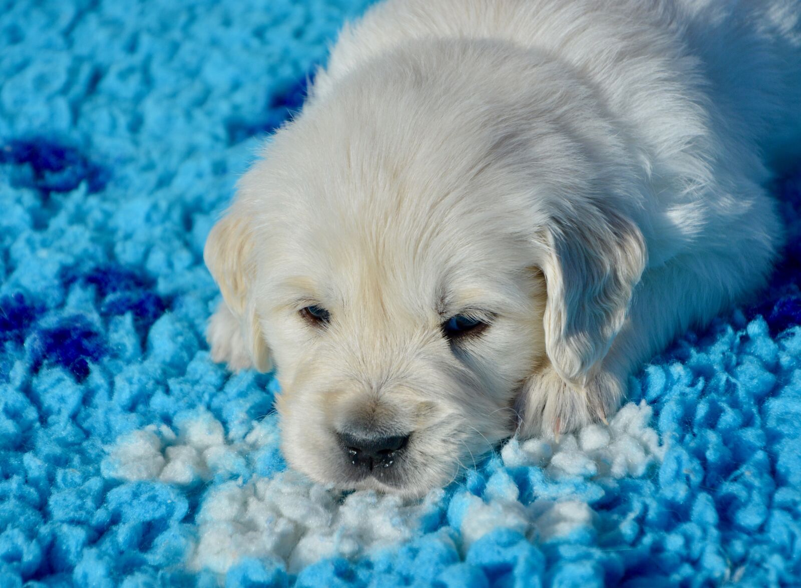 Nikon D5200 sample photo. Dog, golden retriever puppy photography