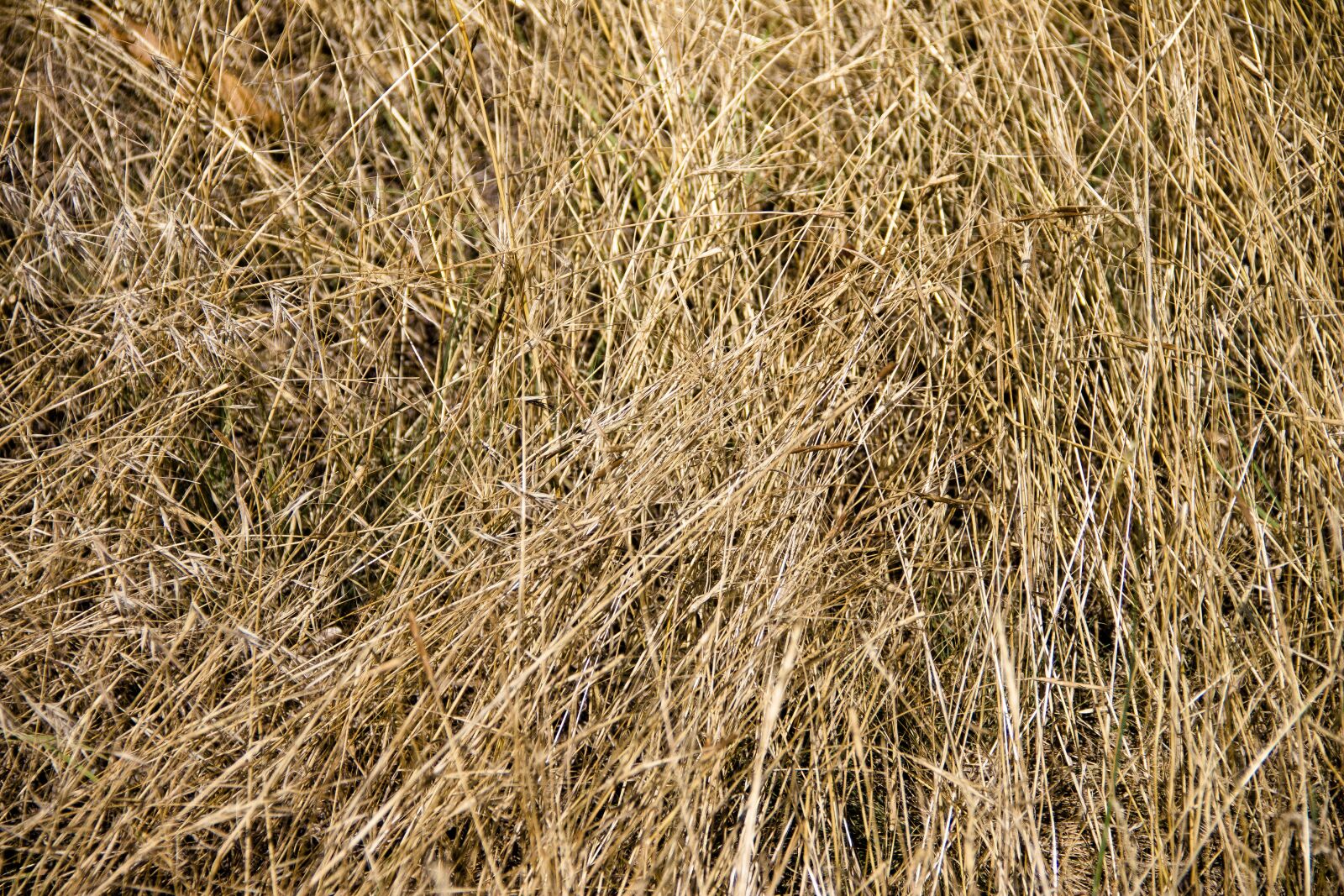 Canon EOS 650D (EOS Rebel T4i / EOS Kiss X6i) sample photo. Background, hay, grass photography