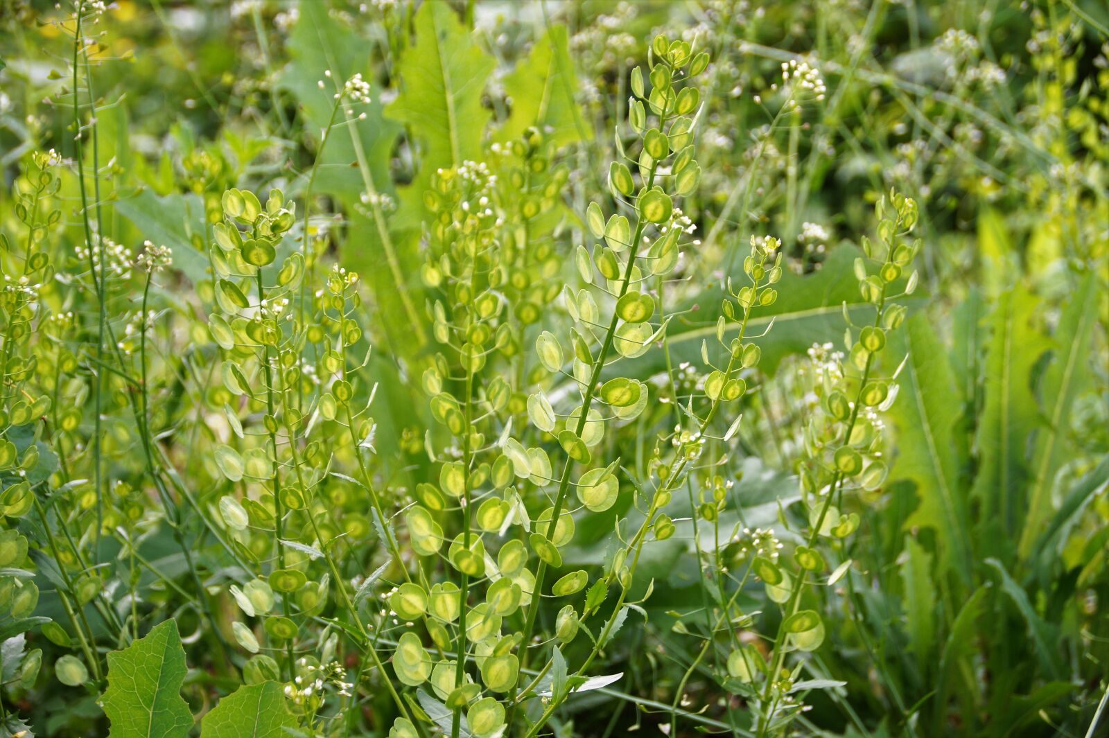 Sony SLT-A58 sample photo. Thlaspi arvense, cruciferous, weed photography
