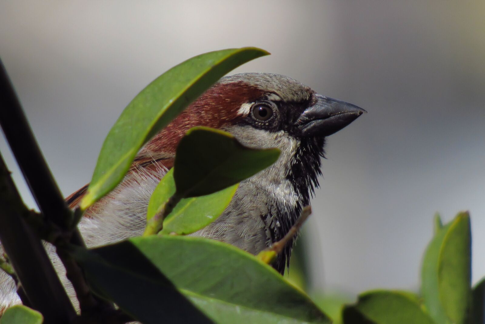 Canon PowerShot SX530 HS sample photo. Bird, head, eyes photography