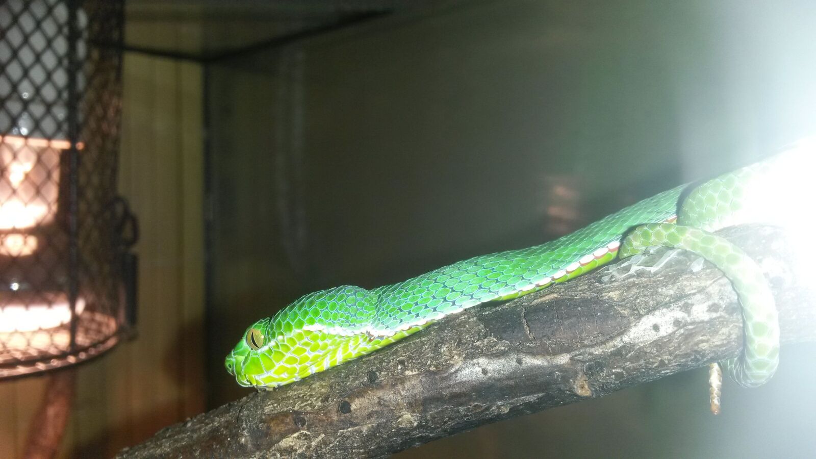 Samsung Galaxy S4 Mini sample photo. Poison, snake, venomous snake photography