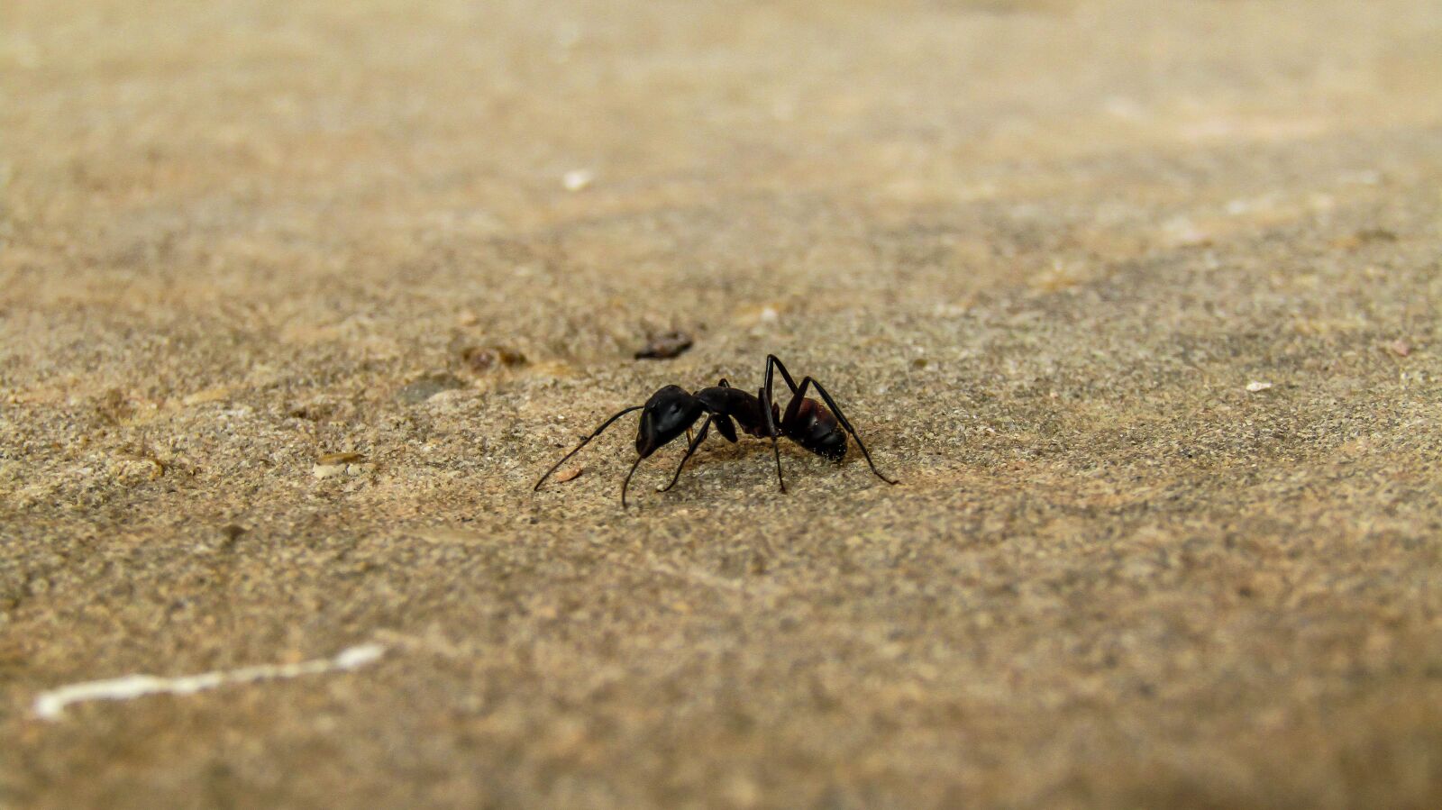 Песчаный муравей