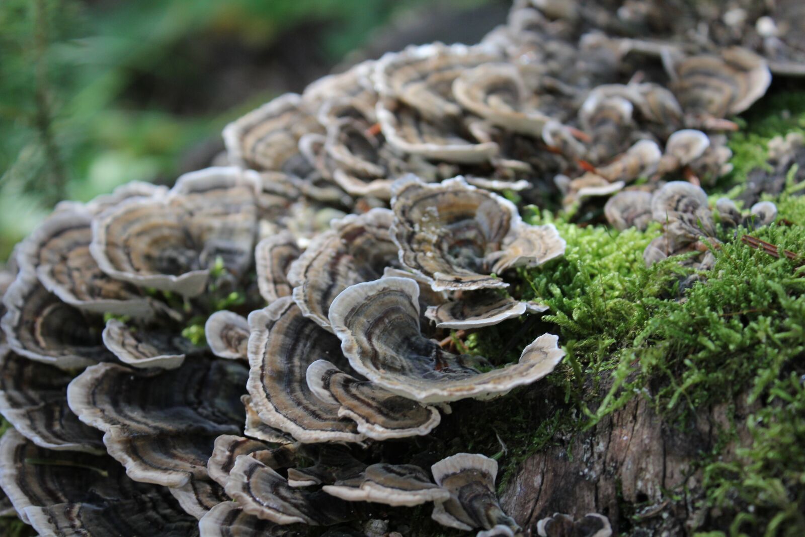 Canon EOS 550D (EOS Rebel T2i / EOS Kiss X4) sample photo. Fungus, nature, mushroom photography