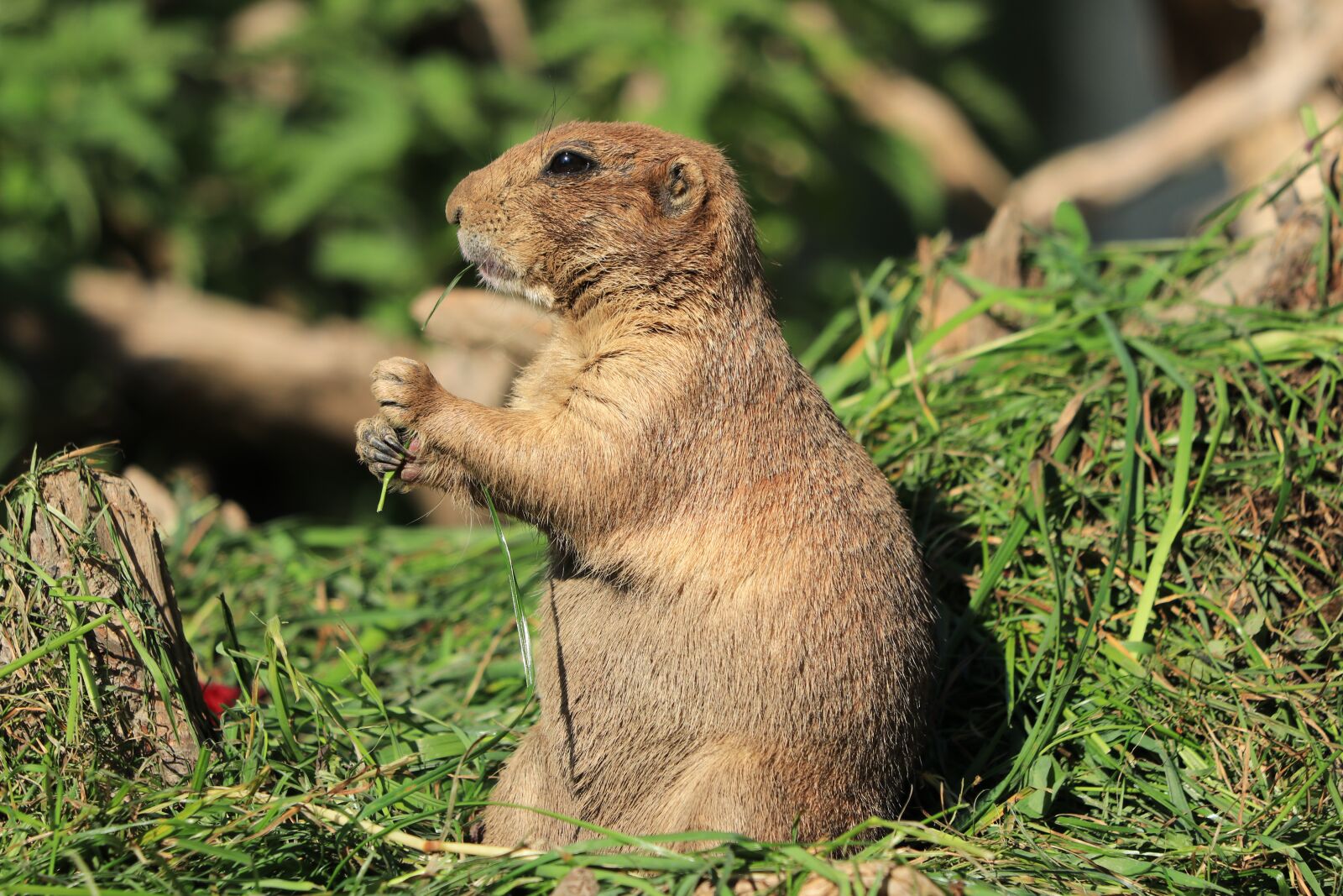 Canon EF 70-300 F4-5.6 IS II USM sample photo. Prairie dog, rodents, rodent photography