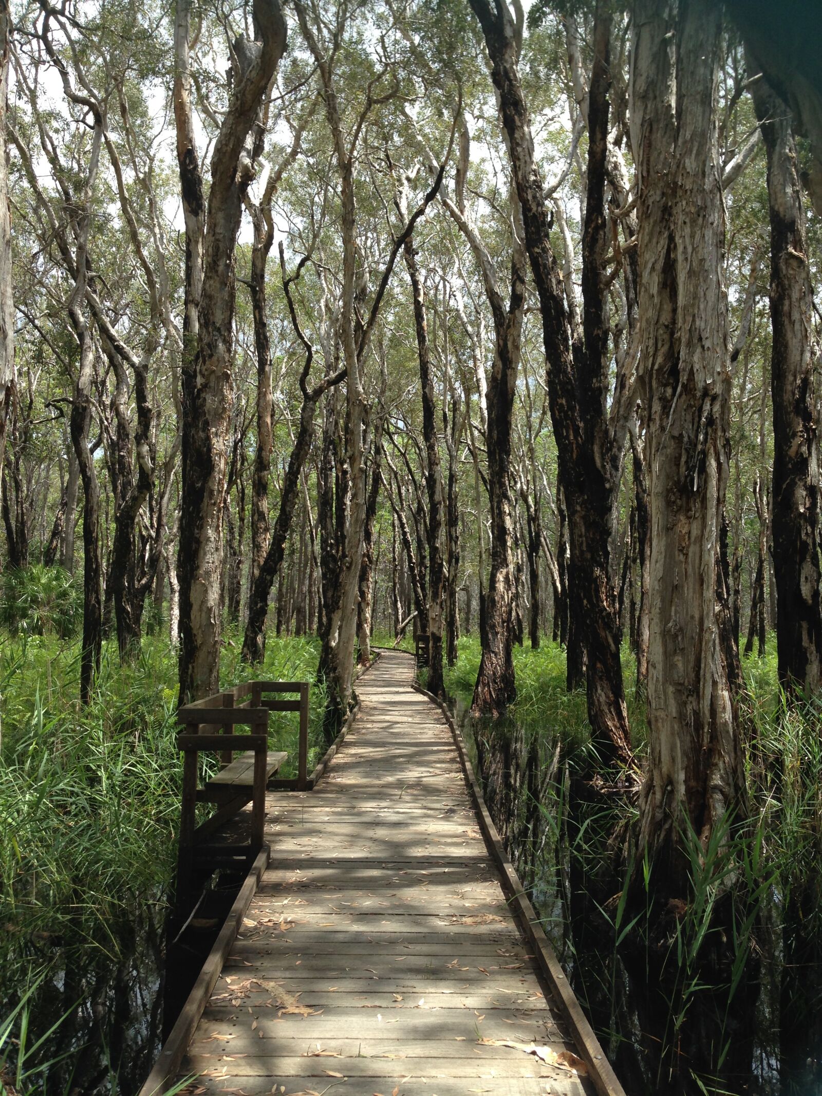 iPhone 5 back camera 4.12mm f/2.4 sample photo. Boardwalk, forest, nature photography