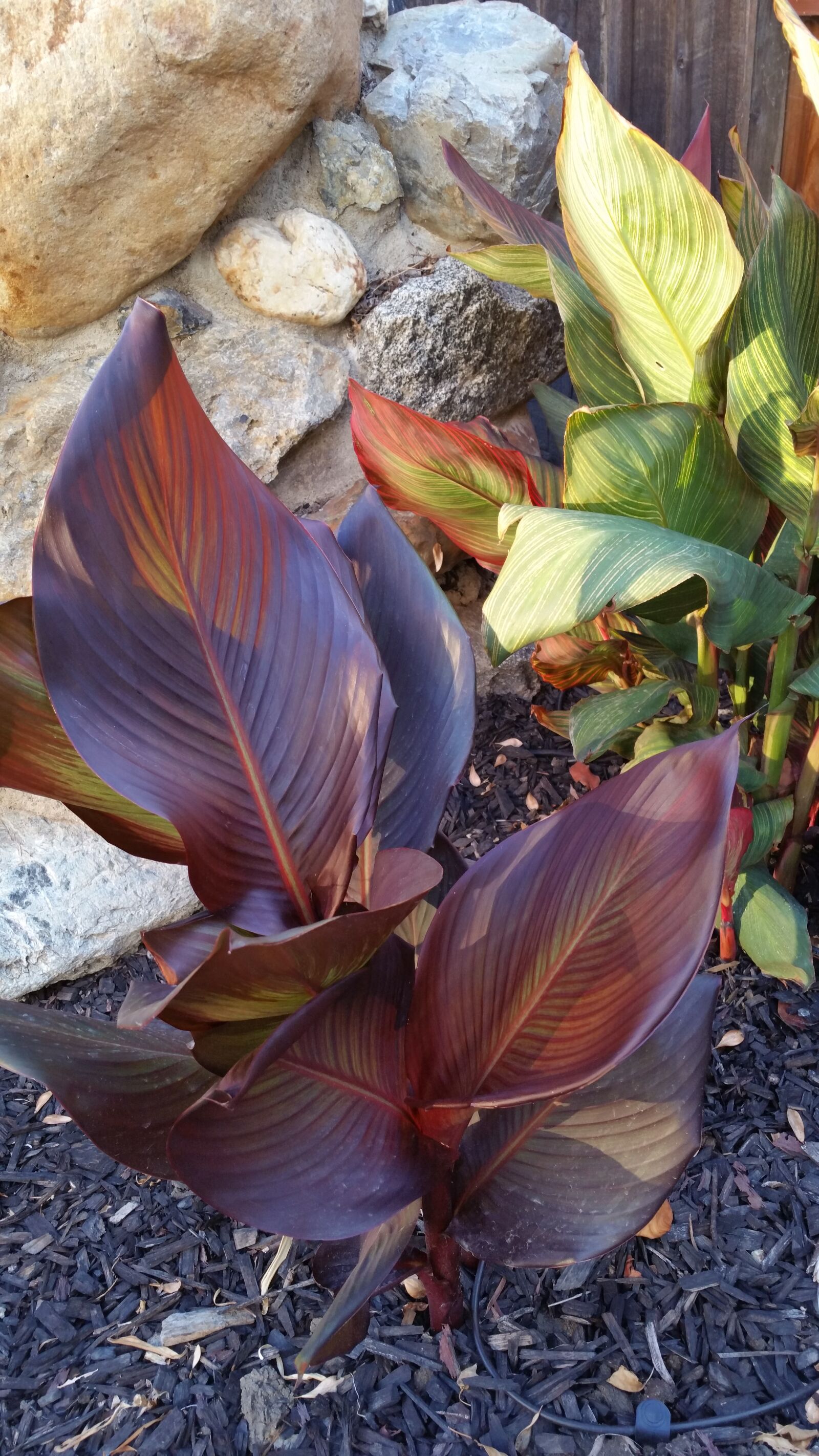 Samsung Galaxy Note4 sample photo. Cana, lily, plant photography