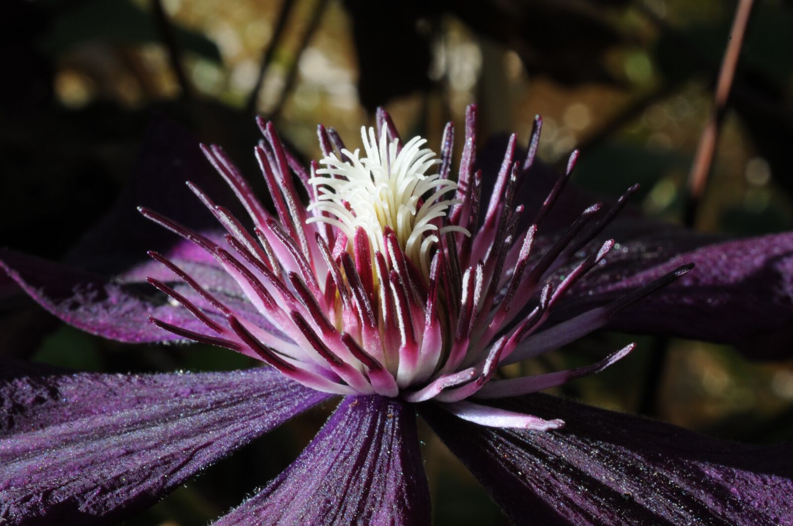 Nikon D300 sample photo. Flower, purple, bloom photography