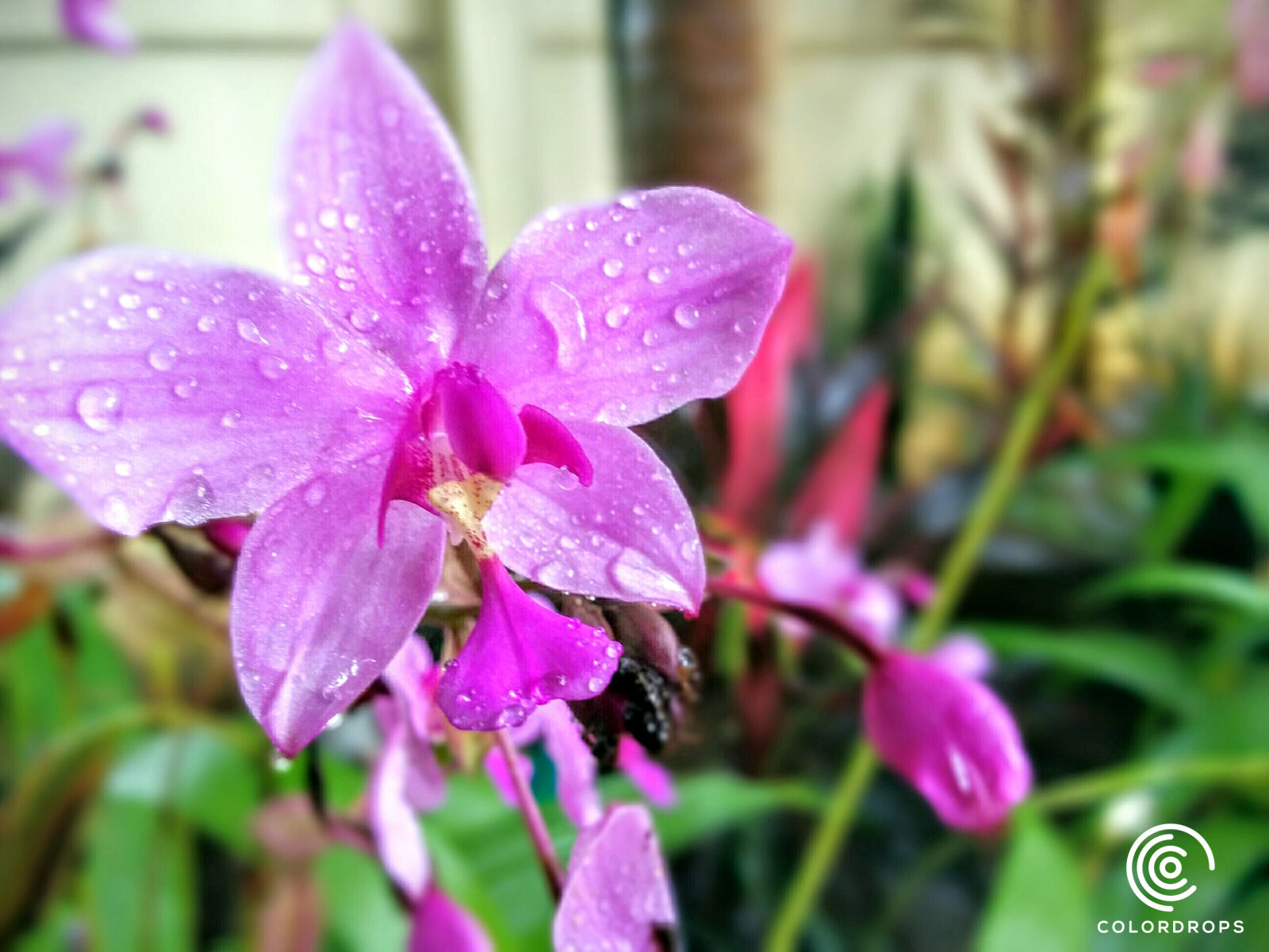 LG Nexus 5 sample photo. Drops, flower, niyasconnect, ponnani photography