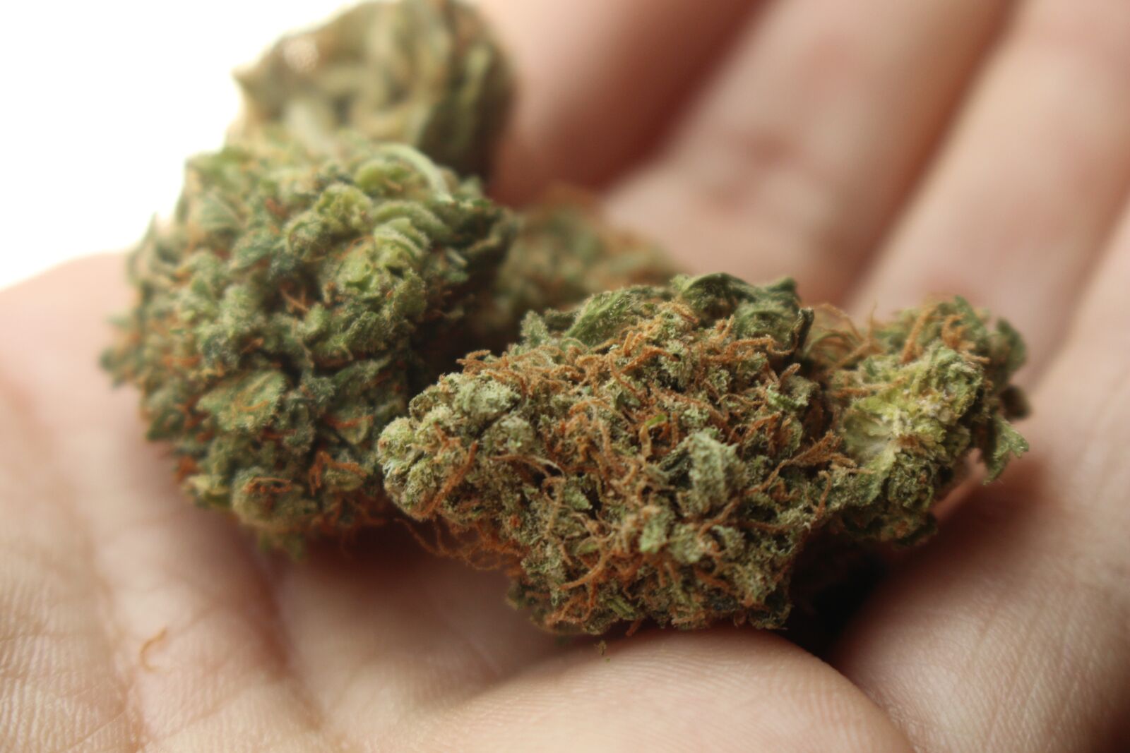 Canon EOS 700D (EOS Rebel T5i / EOS Kiss X7i) sample photo. Weed, cannabis, marijuana photography