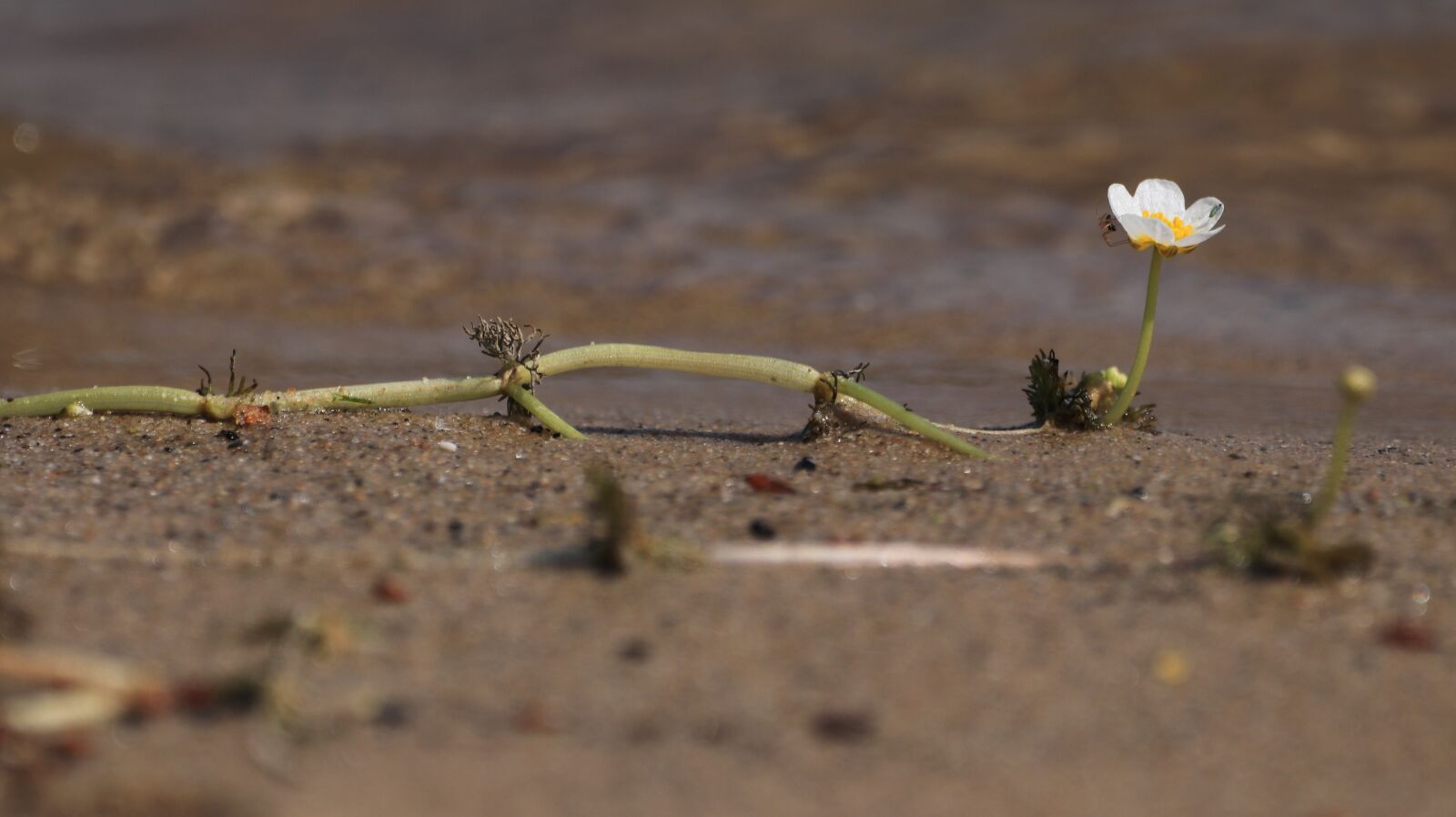 150-600mm F5-6.3 DG OS HSM | Contemporary 015 sample photo. Blossom, bloom, bank photography