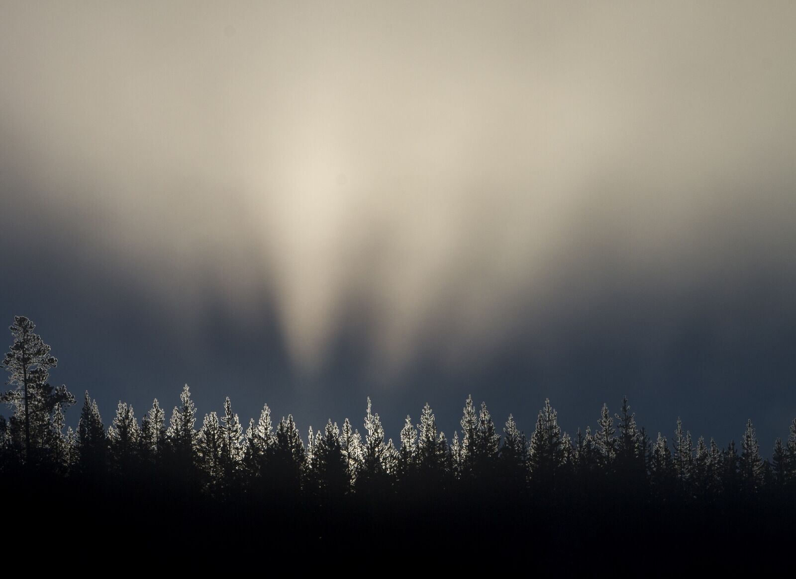 Canon EF 70-200mm F2.8L IS USM sample photo. Sunrise, trees, lodgepole pines photography