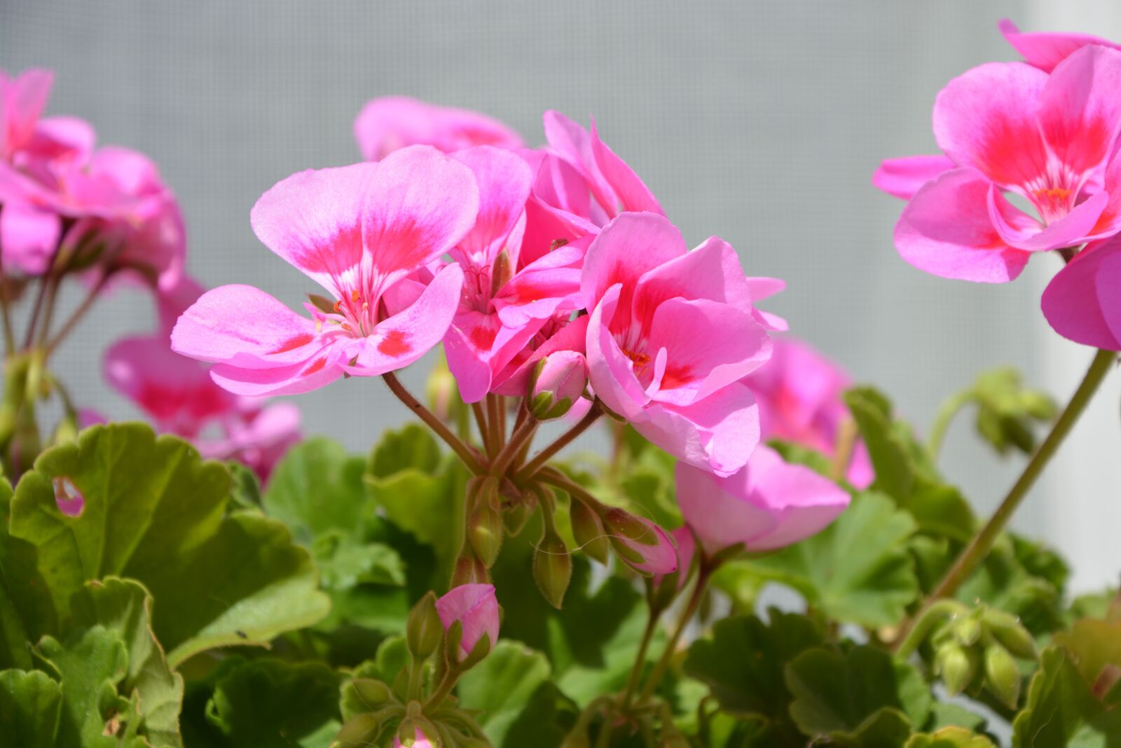 Nikon D5200 sample photo. Pink flowers, balcony, decoration photography