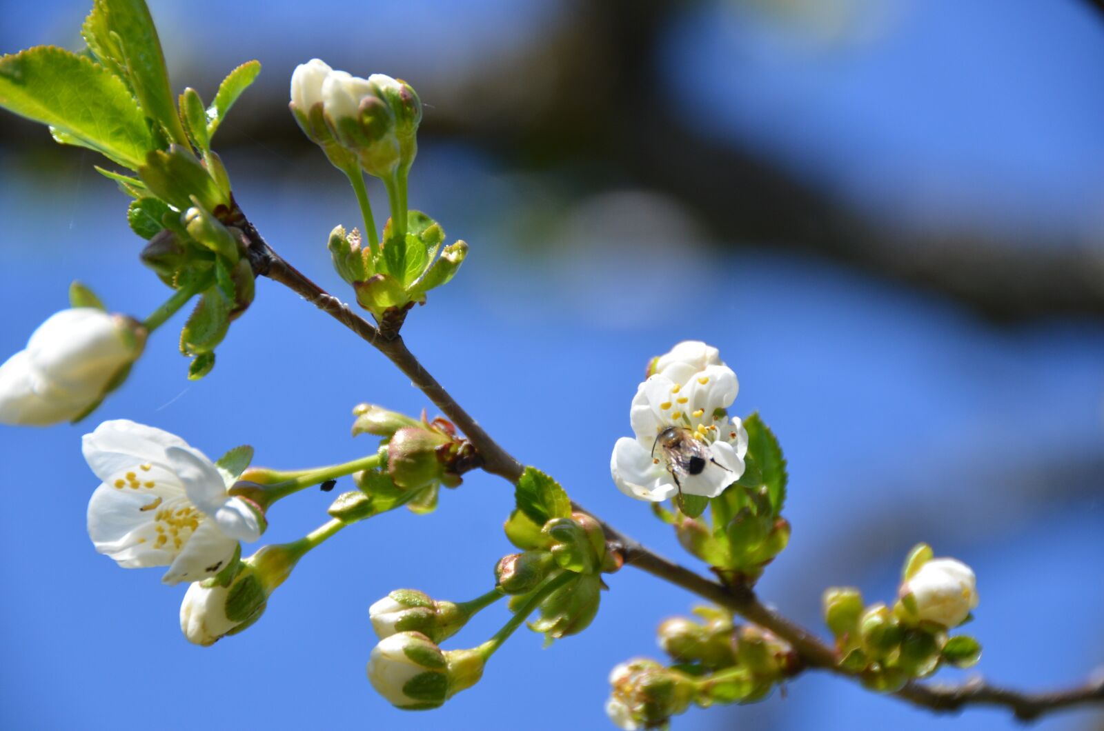Nikon D7000 sample photo. Cherry blossom, bee, sky photography