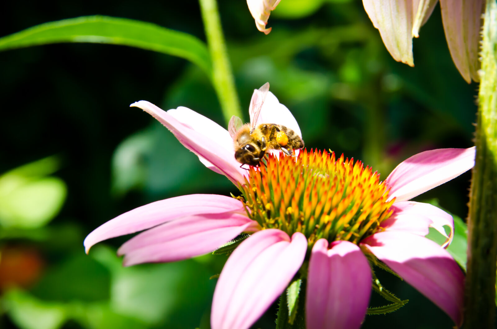 Nikon D7000 sample photo. Bee, bee, collectiong, pollen photography