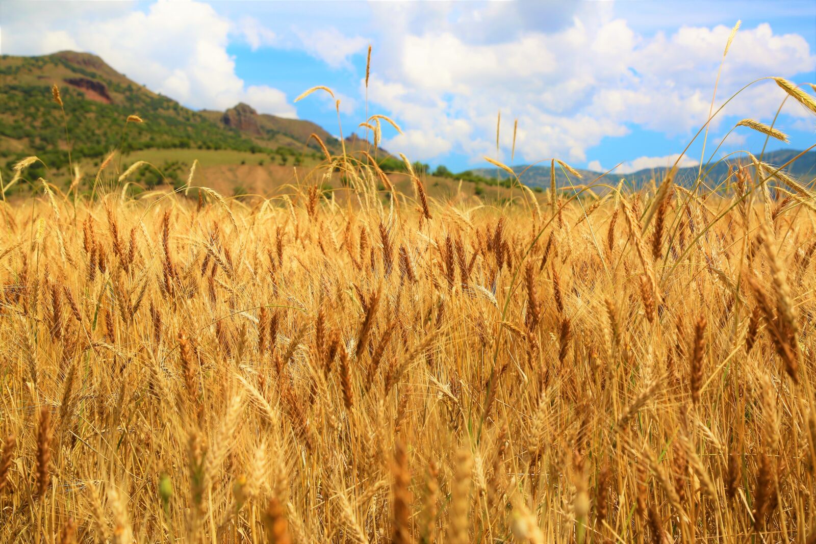 Canon EOS 5D Mark III sample photo. Wheat, field, harvest photography