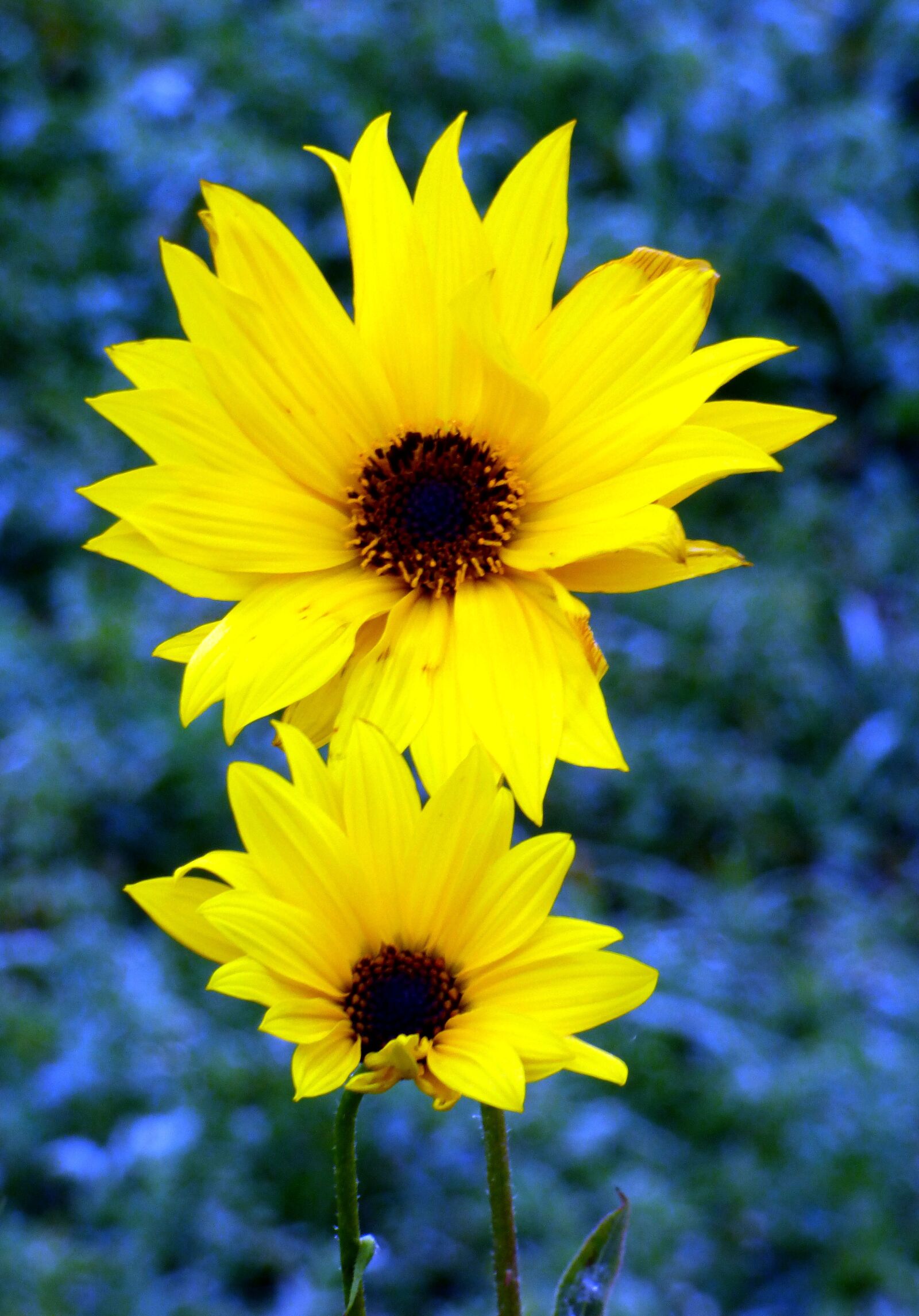 Panasonic DMC-FZ72 sample photo. Flowers, yellow, wild photography