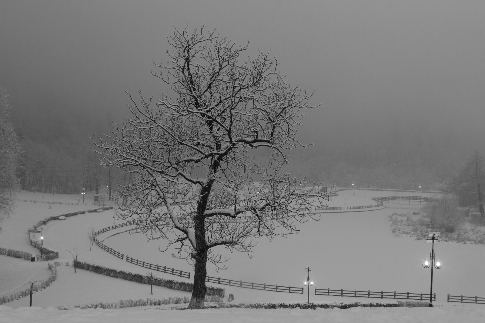 Canon EOS 1300D (EOS Rebel T6 / EOS Kiss X80) sample photo. Winter, tree, landscape photography
