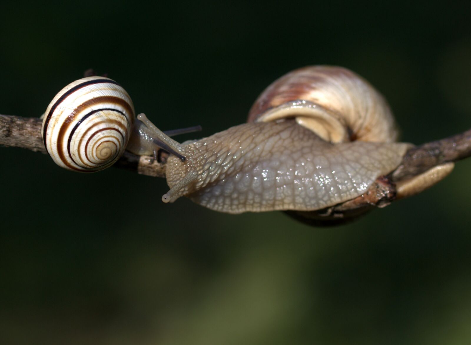 Canon EF-S 60mm F2.8 Macro USM sample photo. Snails, casey, hooked photography