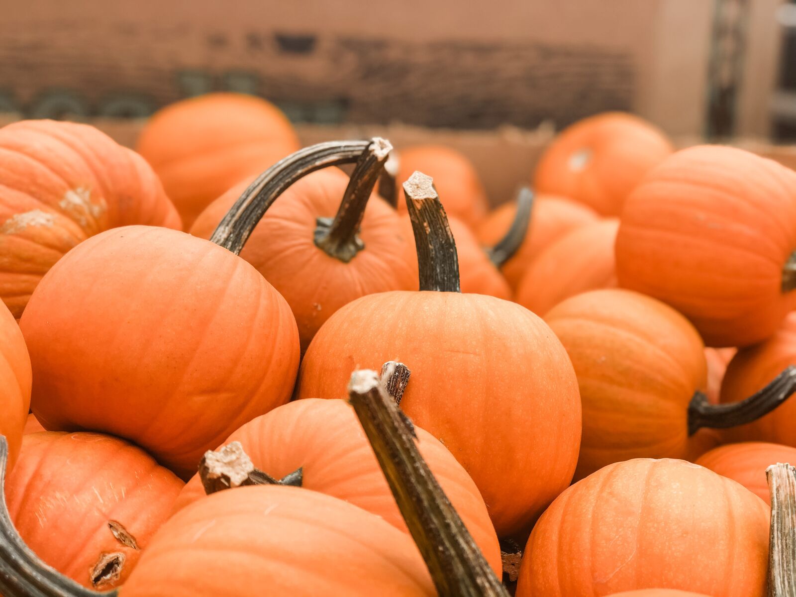 iPhone 8 Plus back dual camera 6.6mm f/2.8 sample photo. Pumpkins, harvest, vegetables photography