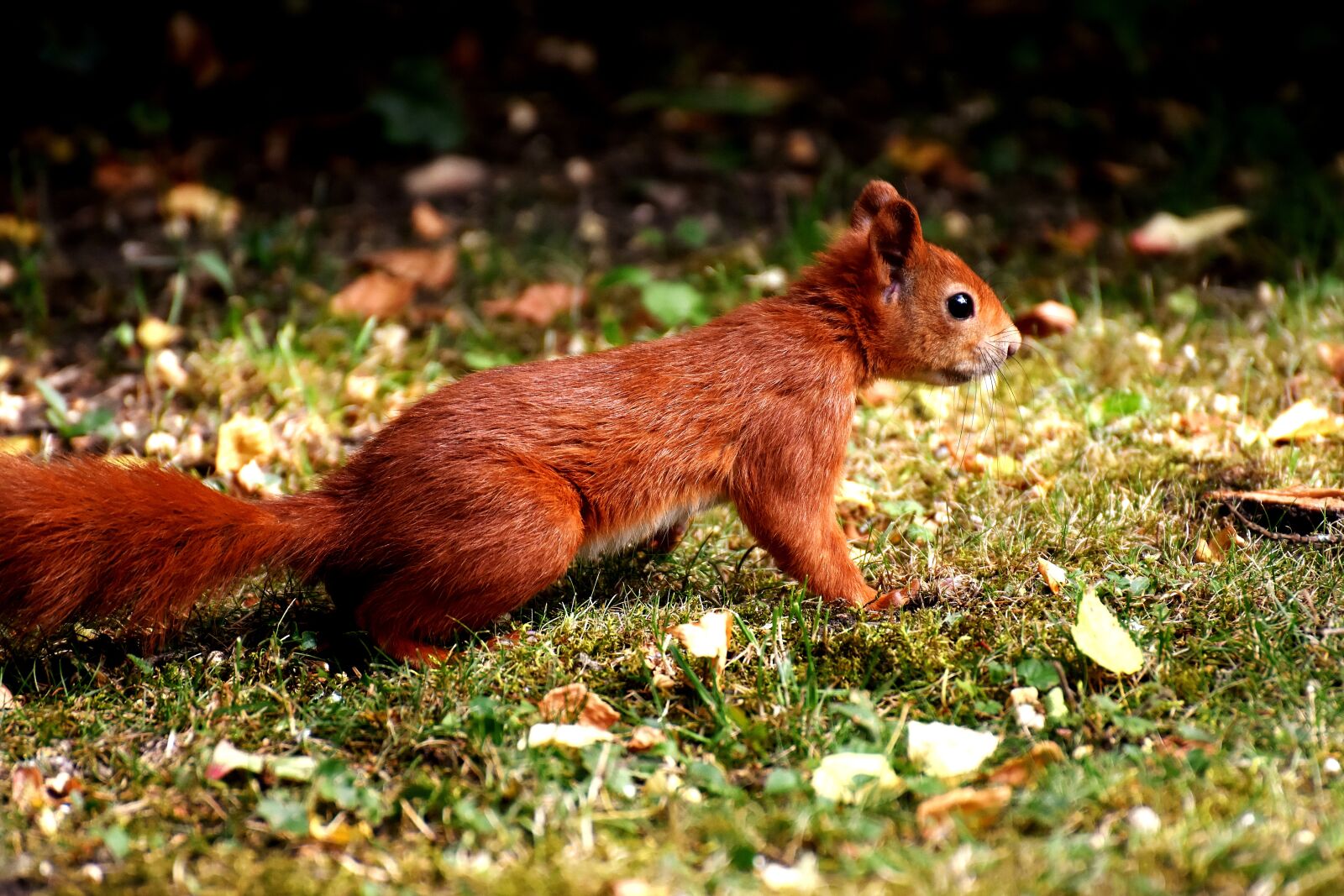 Nikon D7200 sample photo. Squirrel, cute, animal photography