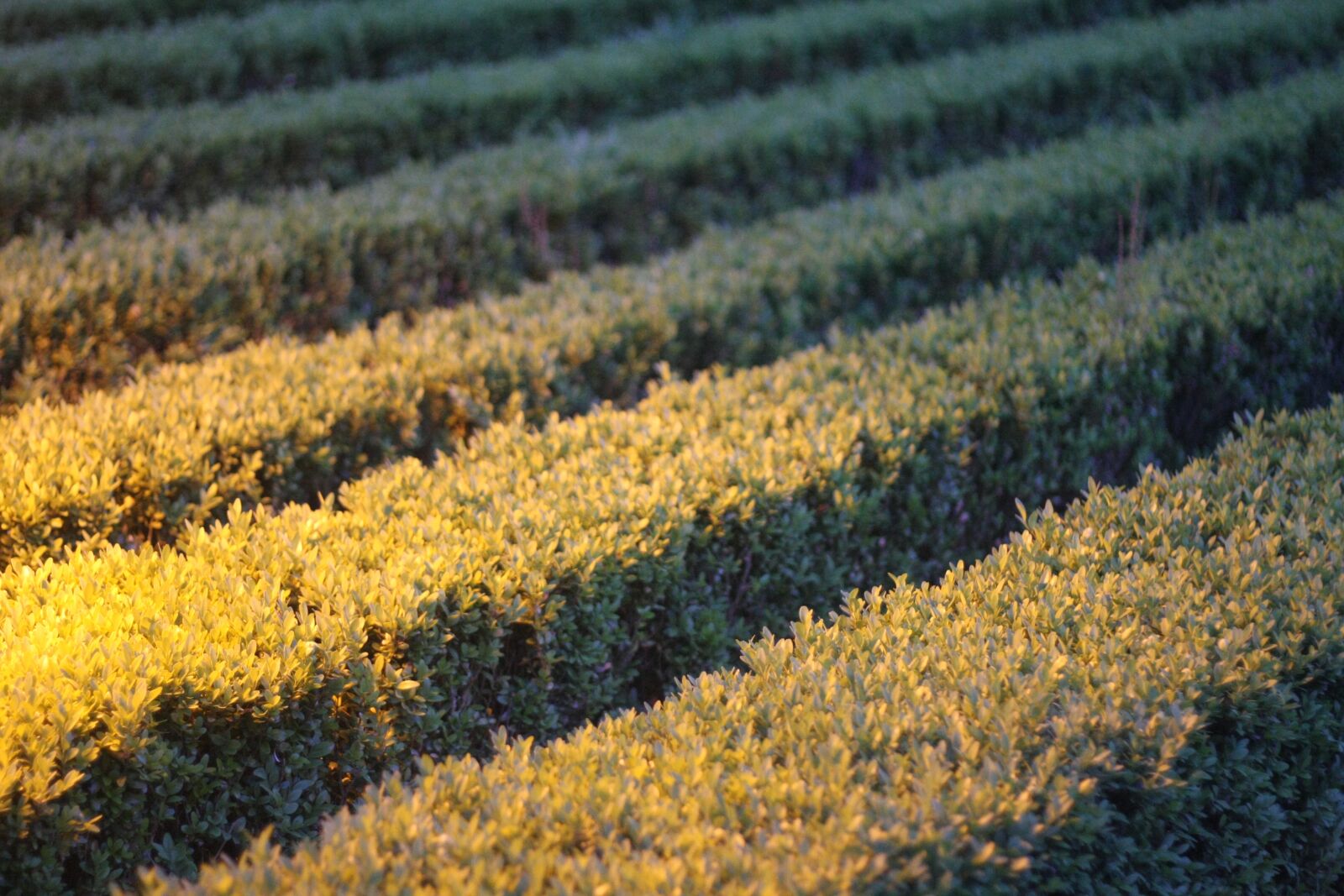 Canon EOS 40D sample photo. Shrubs, bushes, design photography