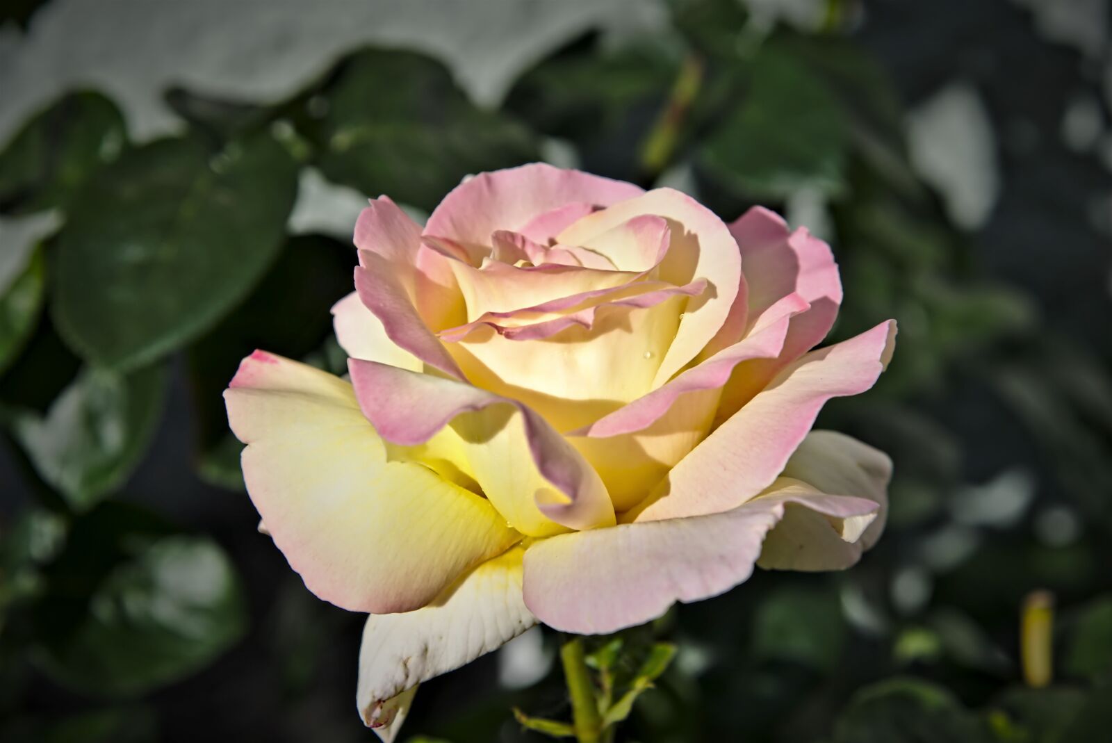 Nikon D750 sample photo. Rose, pink, yellow photography