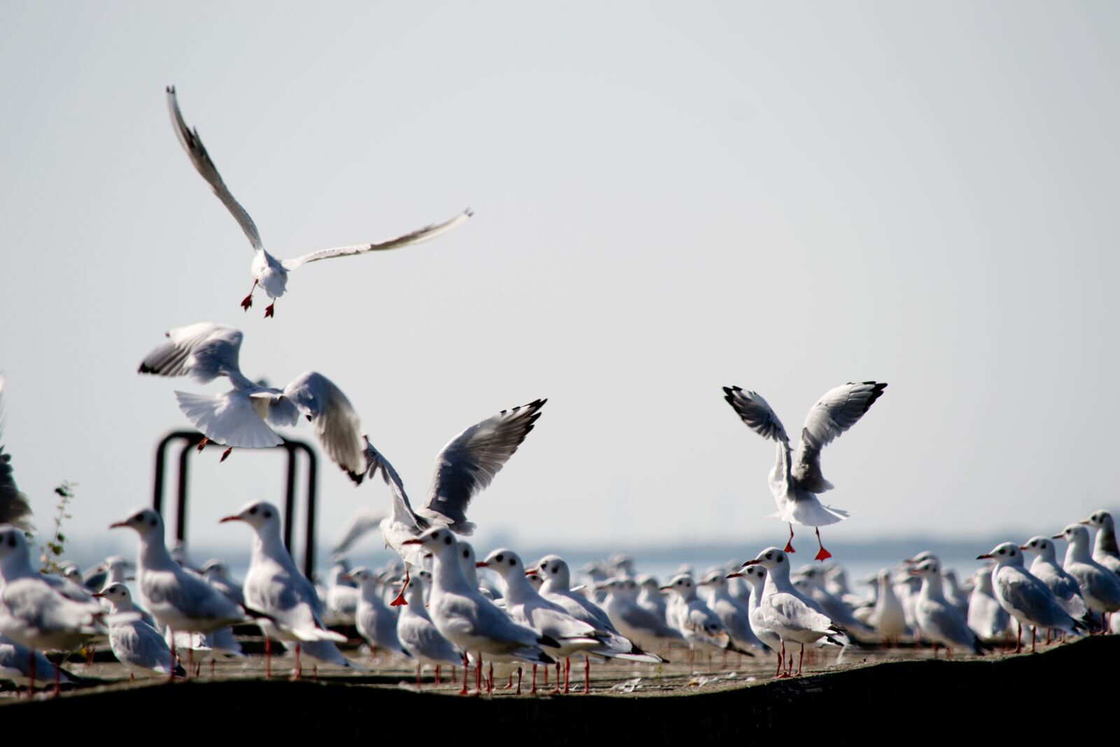 Nikon D3100 sample photo. Seagull, dock, summer photography
